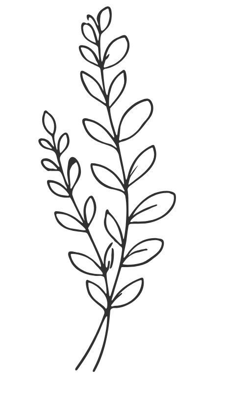 Line drawing of a leafy plant with multiple branches and oval-shaped leaves.