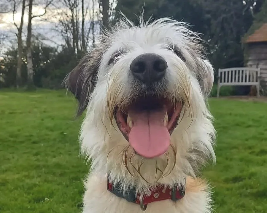 Happy dog with a big open mouth, showing tongue and teeth, standing on green grass with trees and a house in the background.