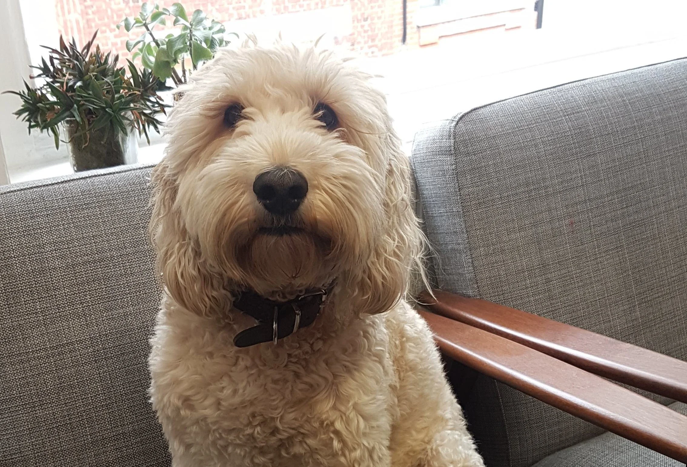 A cockerpoo in a chair