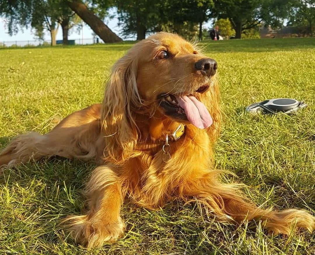 Golden retriever lying on grass in a park with trees and blue sky in the background, Panting with tongue out, near a black and silver portable speaker.