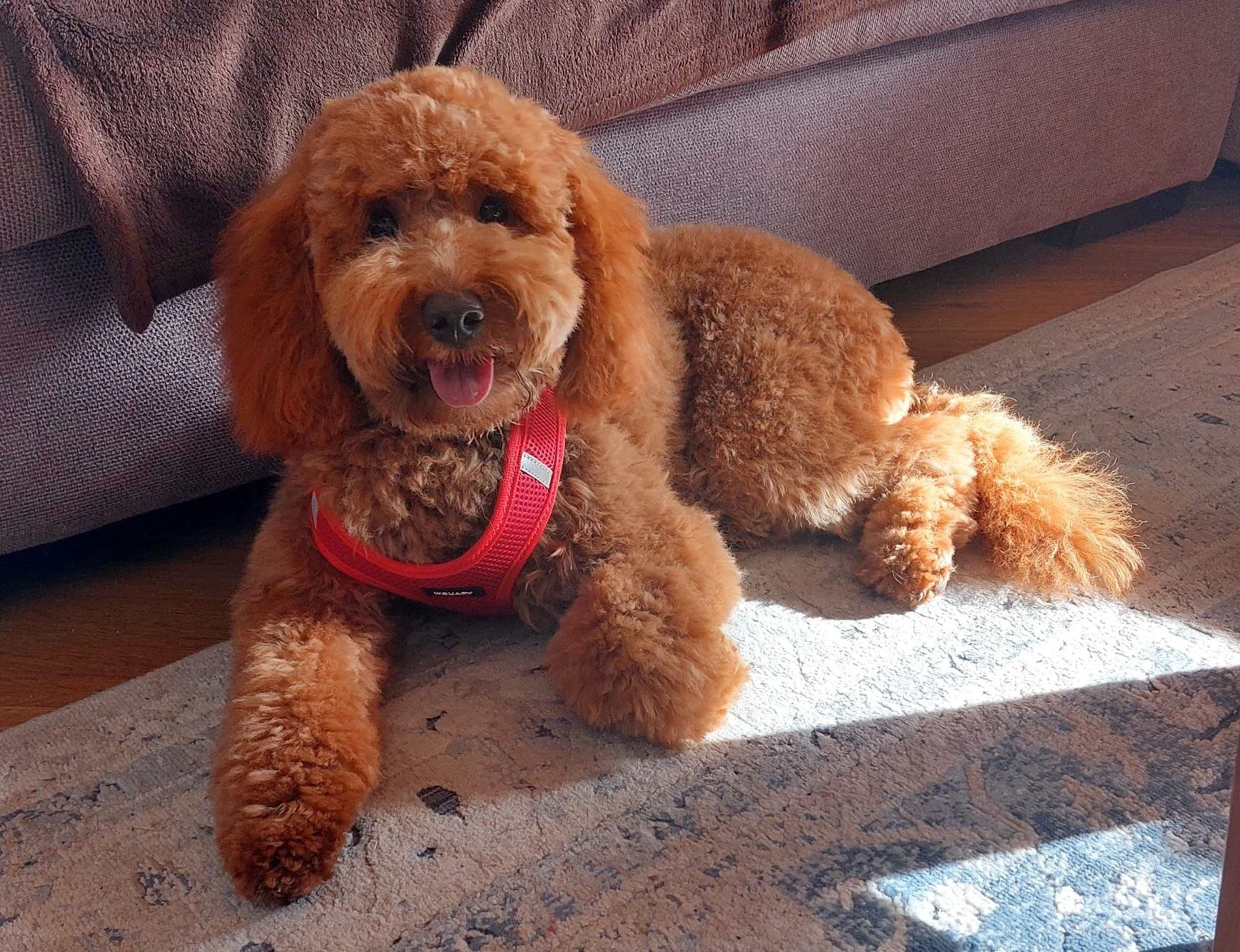 A cheerful, fluffy, reddish-brown poodle laying on a patterned beige and blue rug in front of a brown sofa, wearing a red harness.