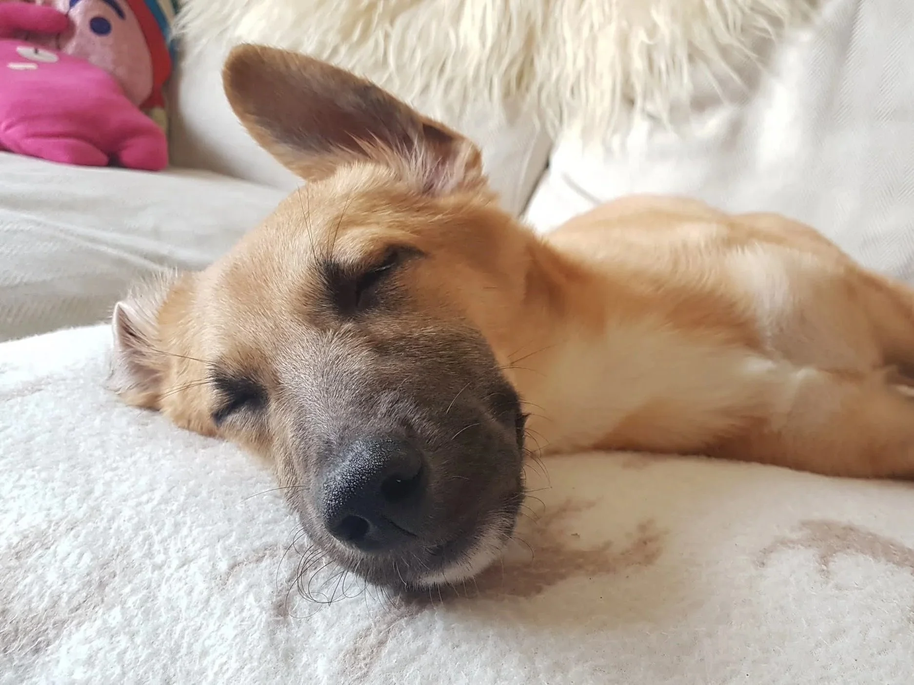 A tan dog with darker markings on its face, sleeping peacefully on a soft white surface.