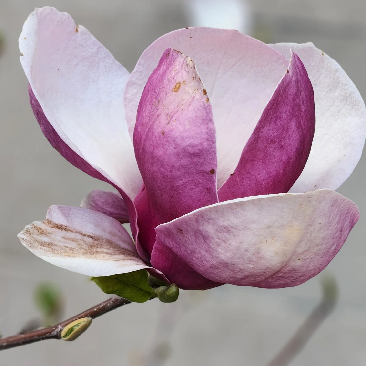 Grounded, Mind &amp; Soul