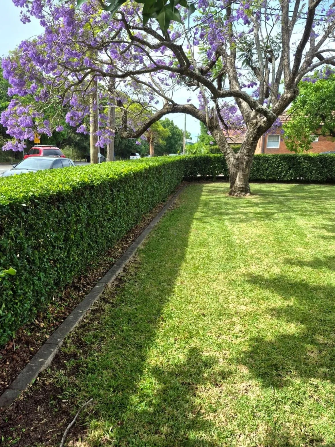 Hedging and Lawn maintenance