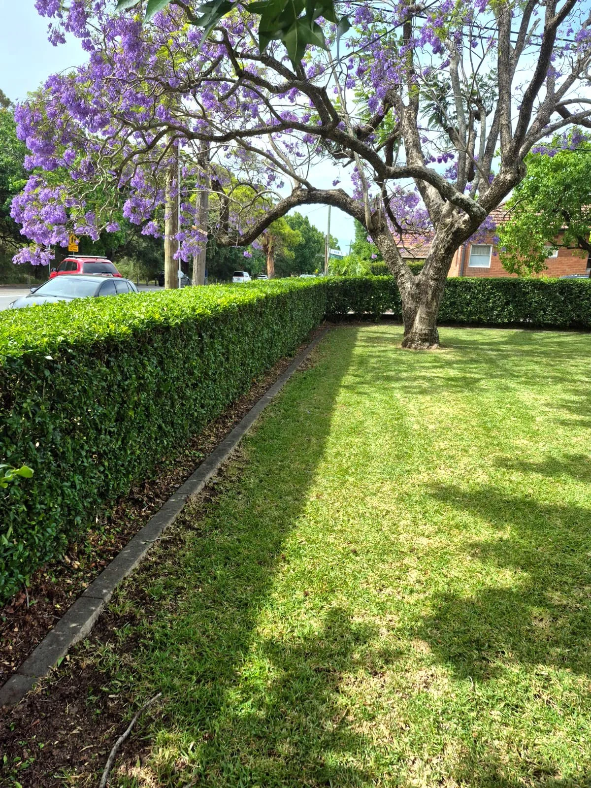 Hedging and Lawn maintenance