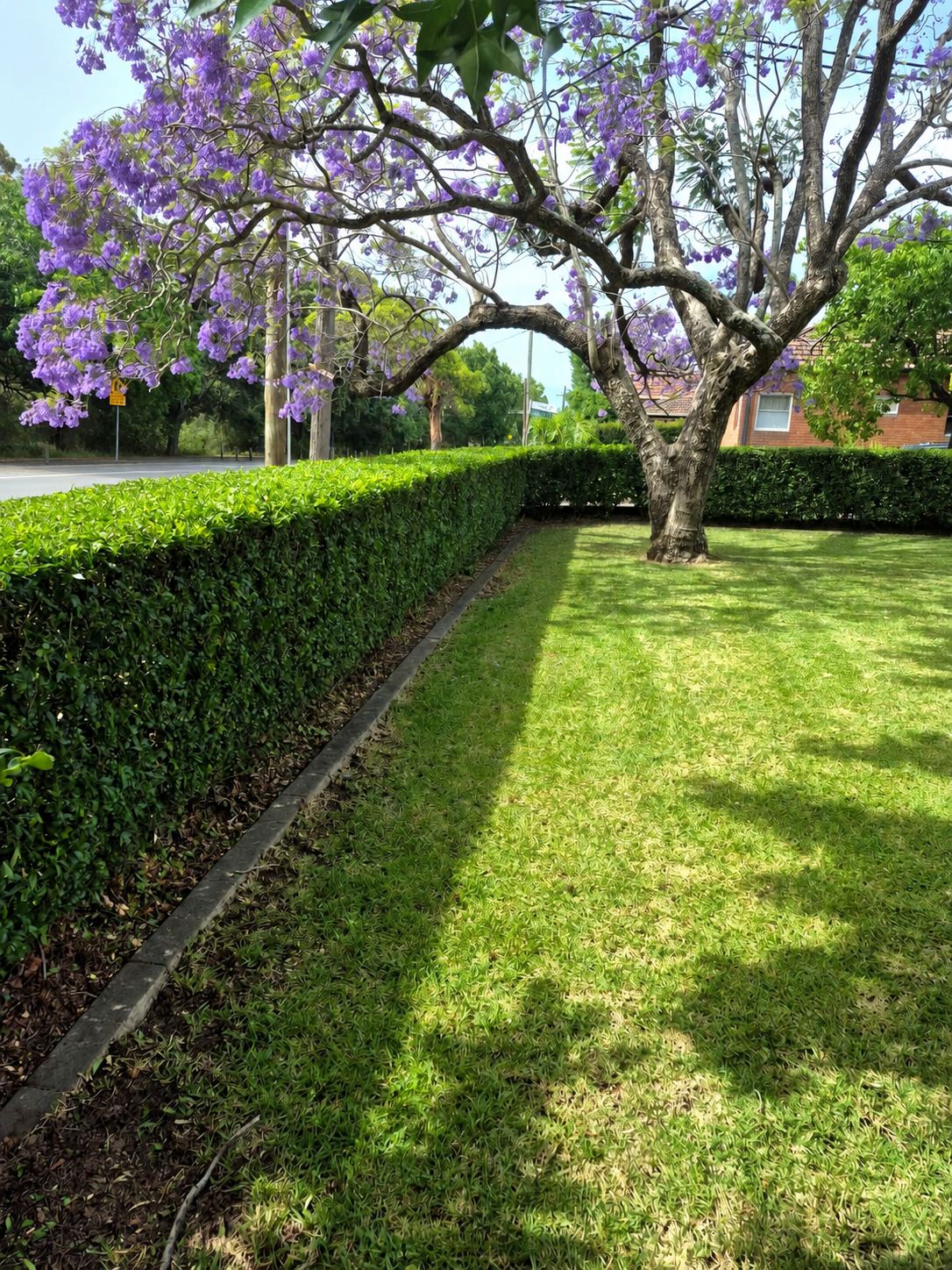 Hedging and Lawn maintenance
