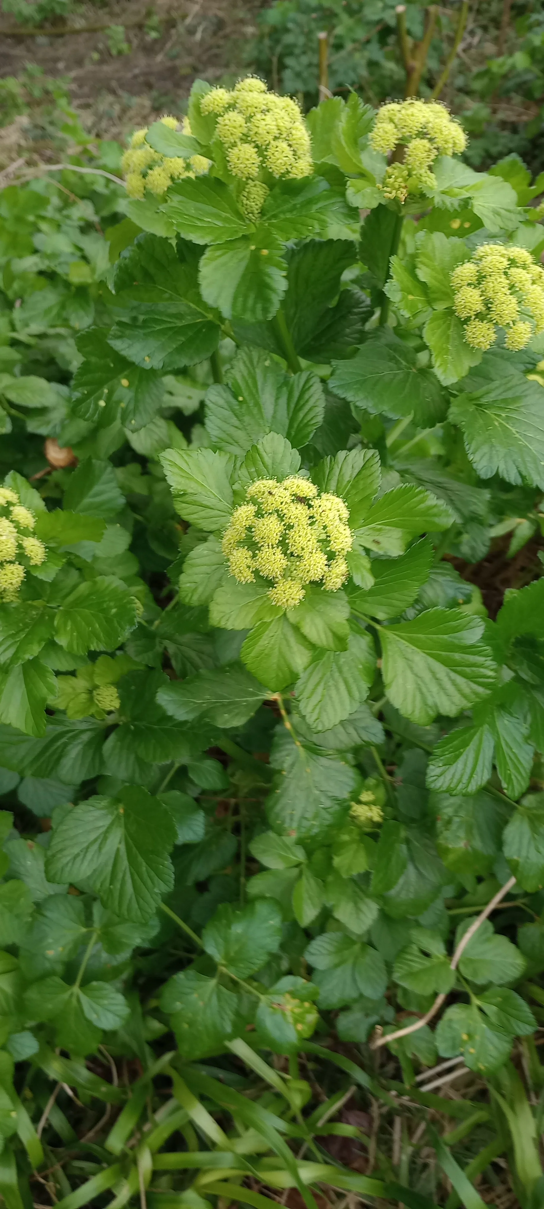 Initial Consultation