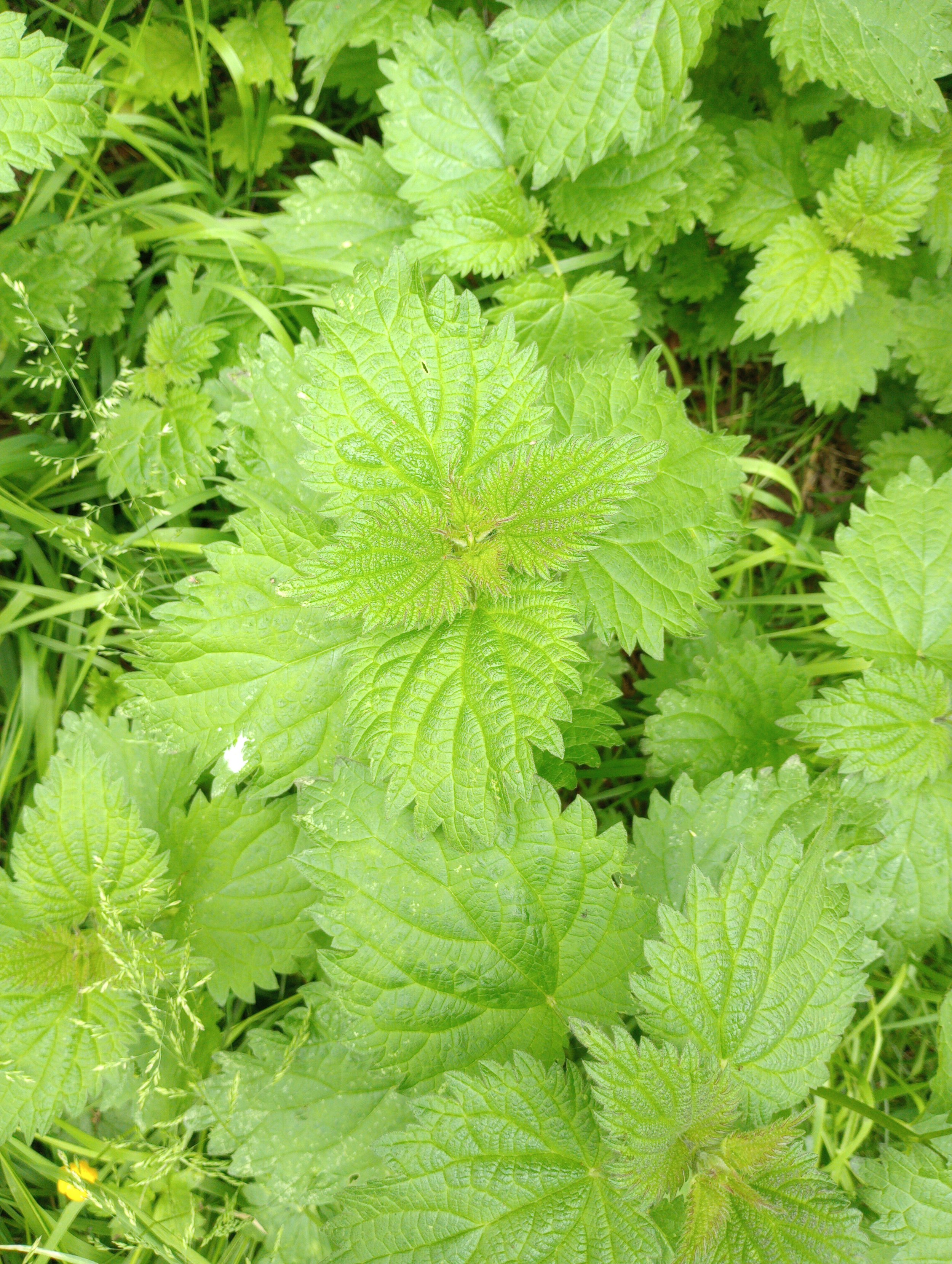 Follow‑Up Consultation