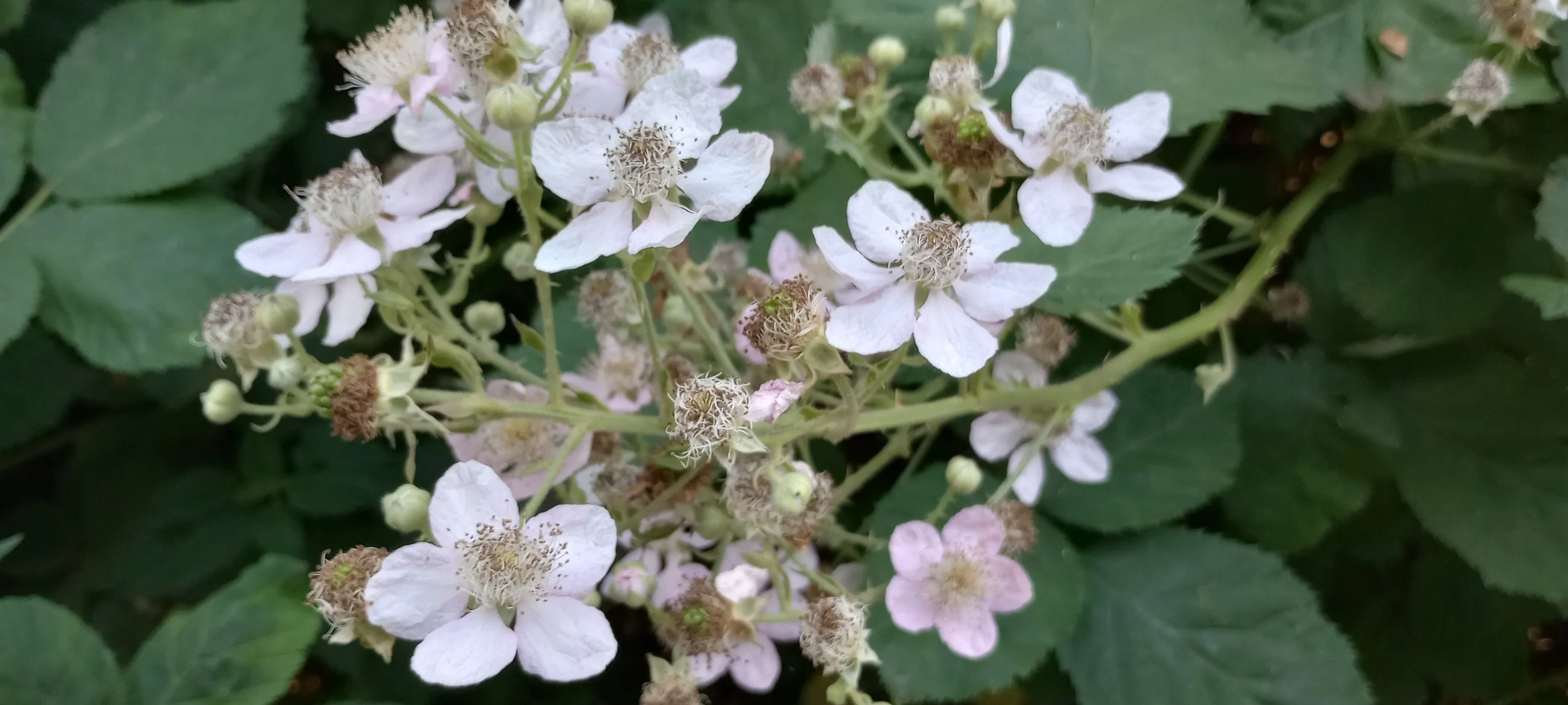 Herbal Medicine Prescription-1 week