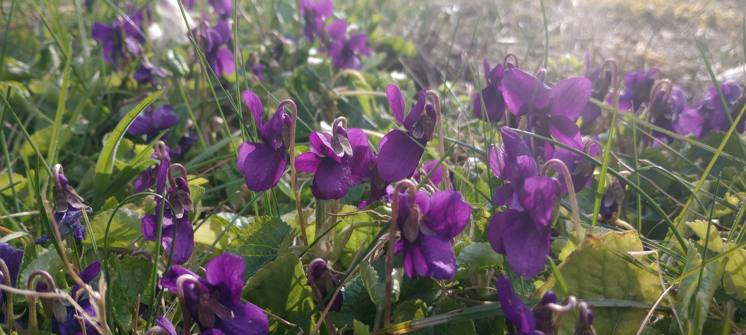 15‑Minute Free Taster Consultation