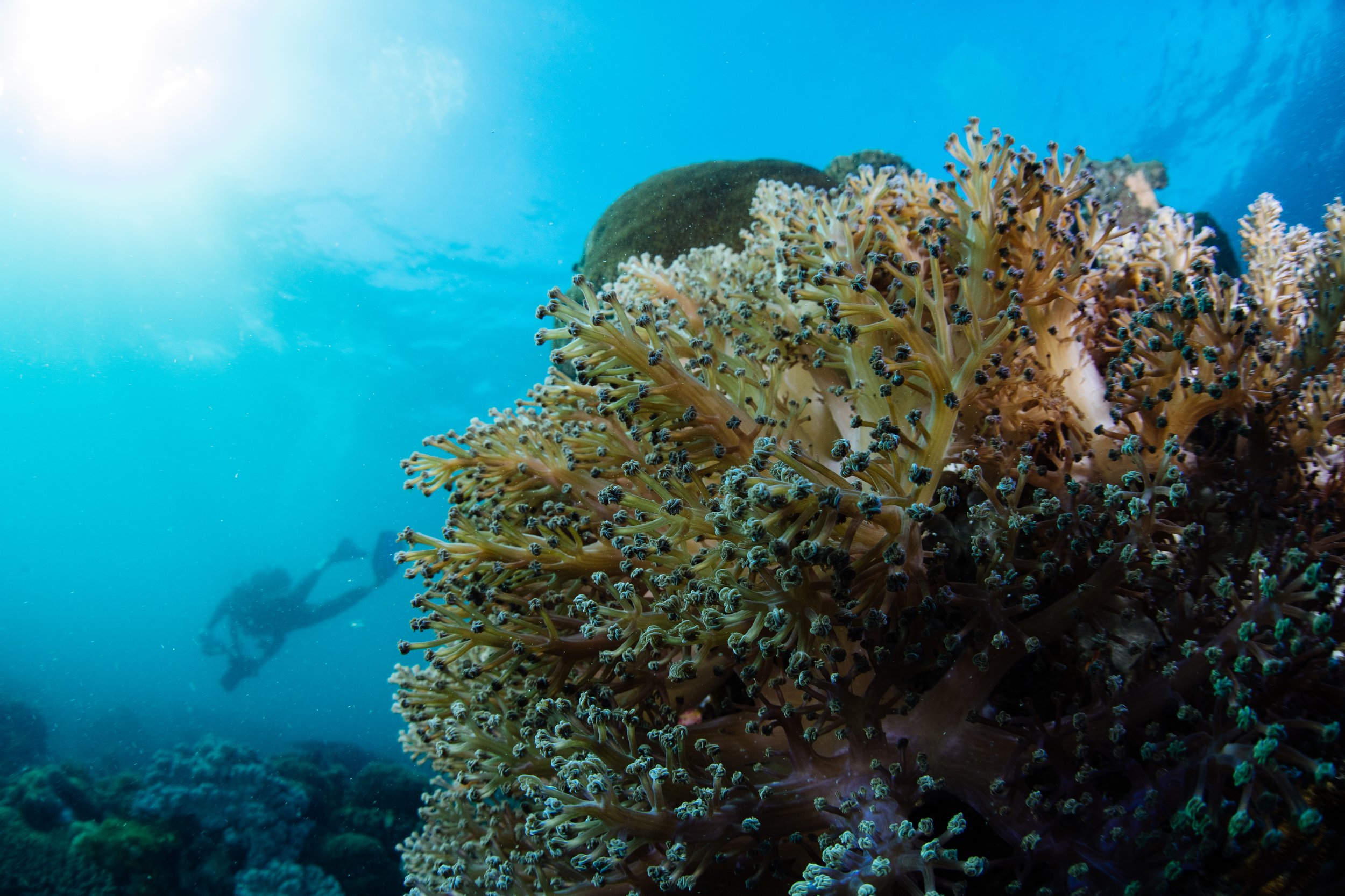 WWF_PSEPA_Day_1_Mafamede Island_Dive Coral Survey_Stills_Sony A7iii_01053.JPG