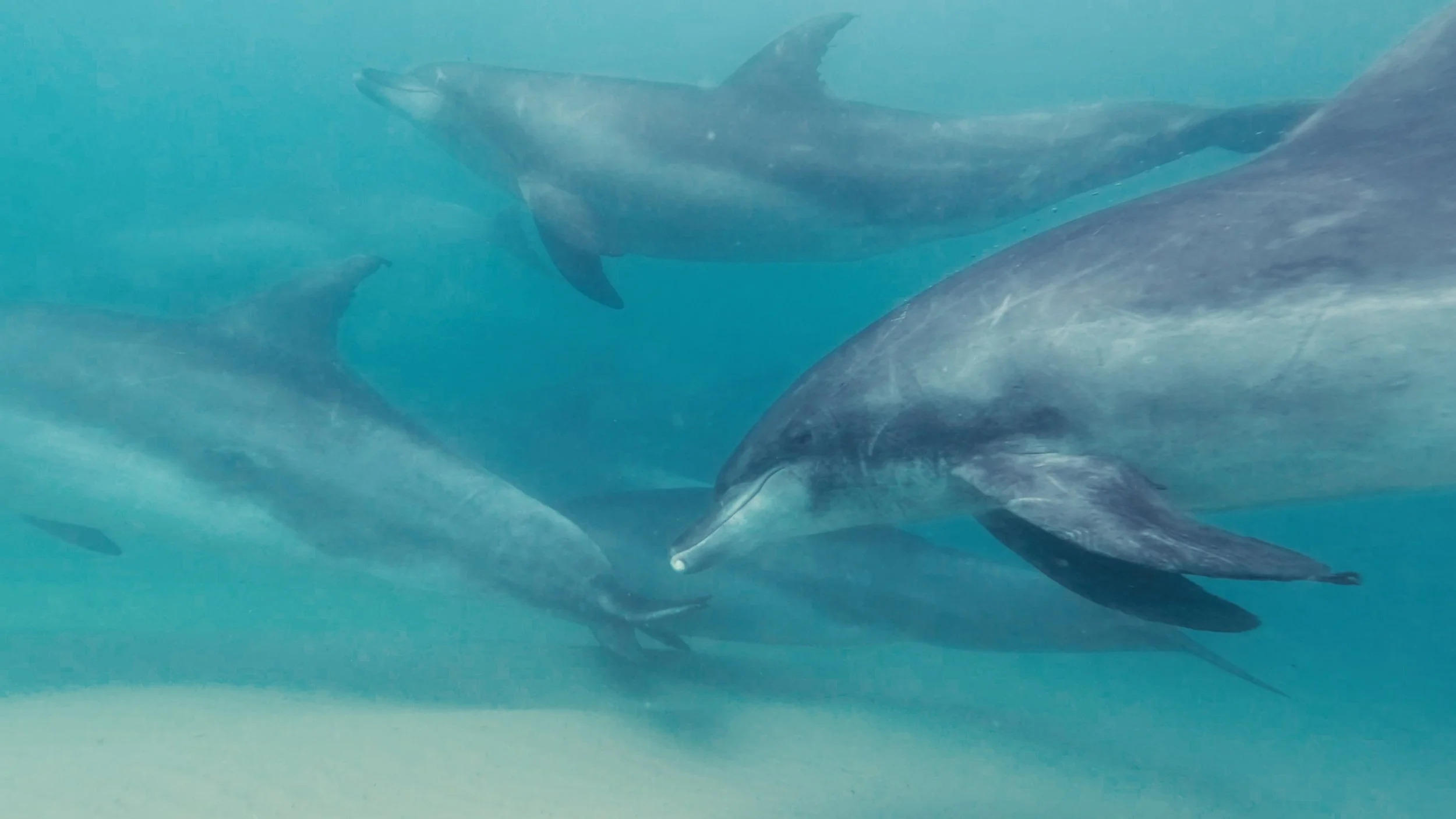 Still 2026-02-19 172024_2.4.1.jpg