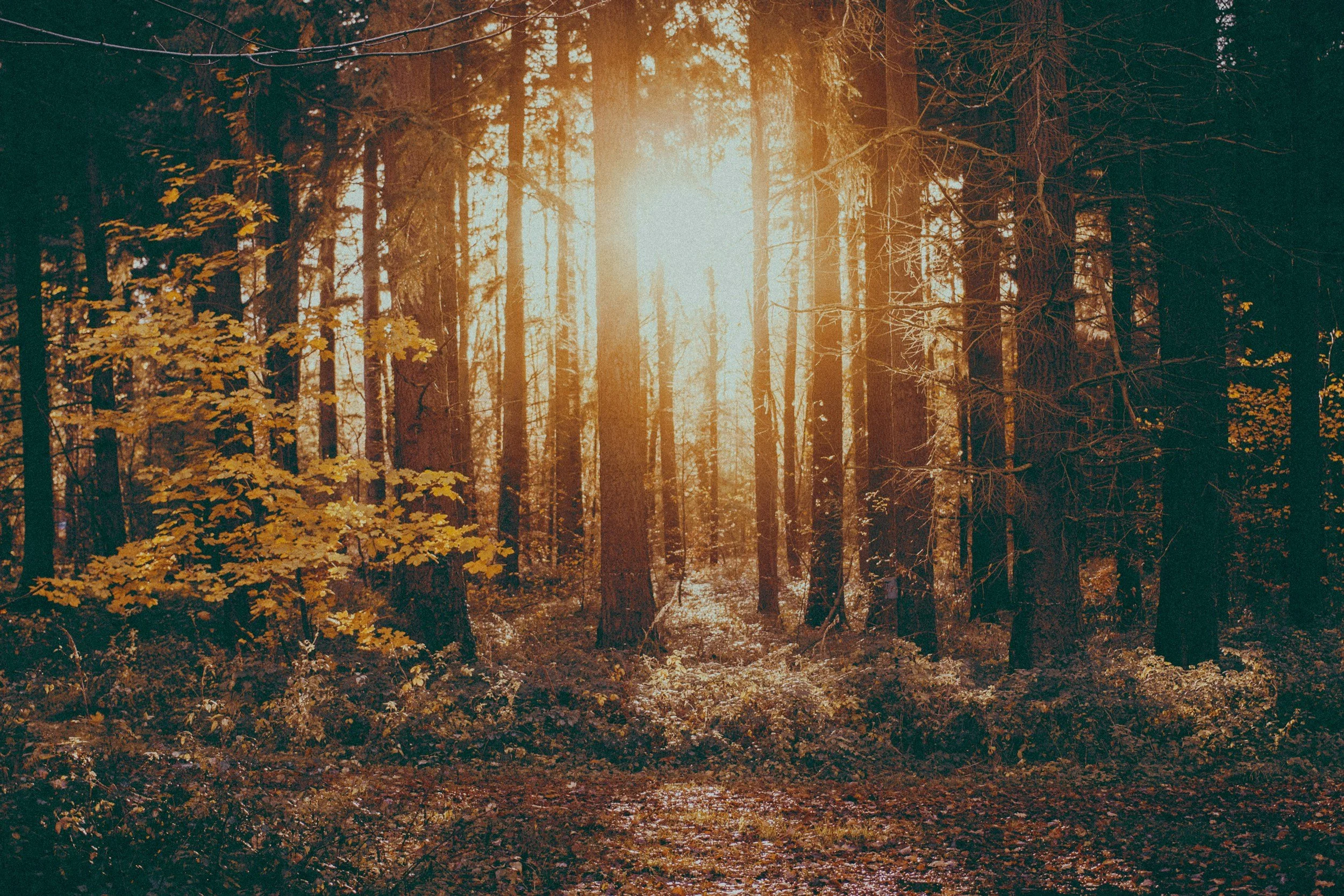Reiki and the Autumn Equinox: A Time for Balance and Release