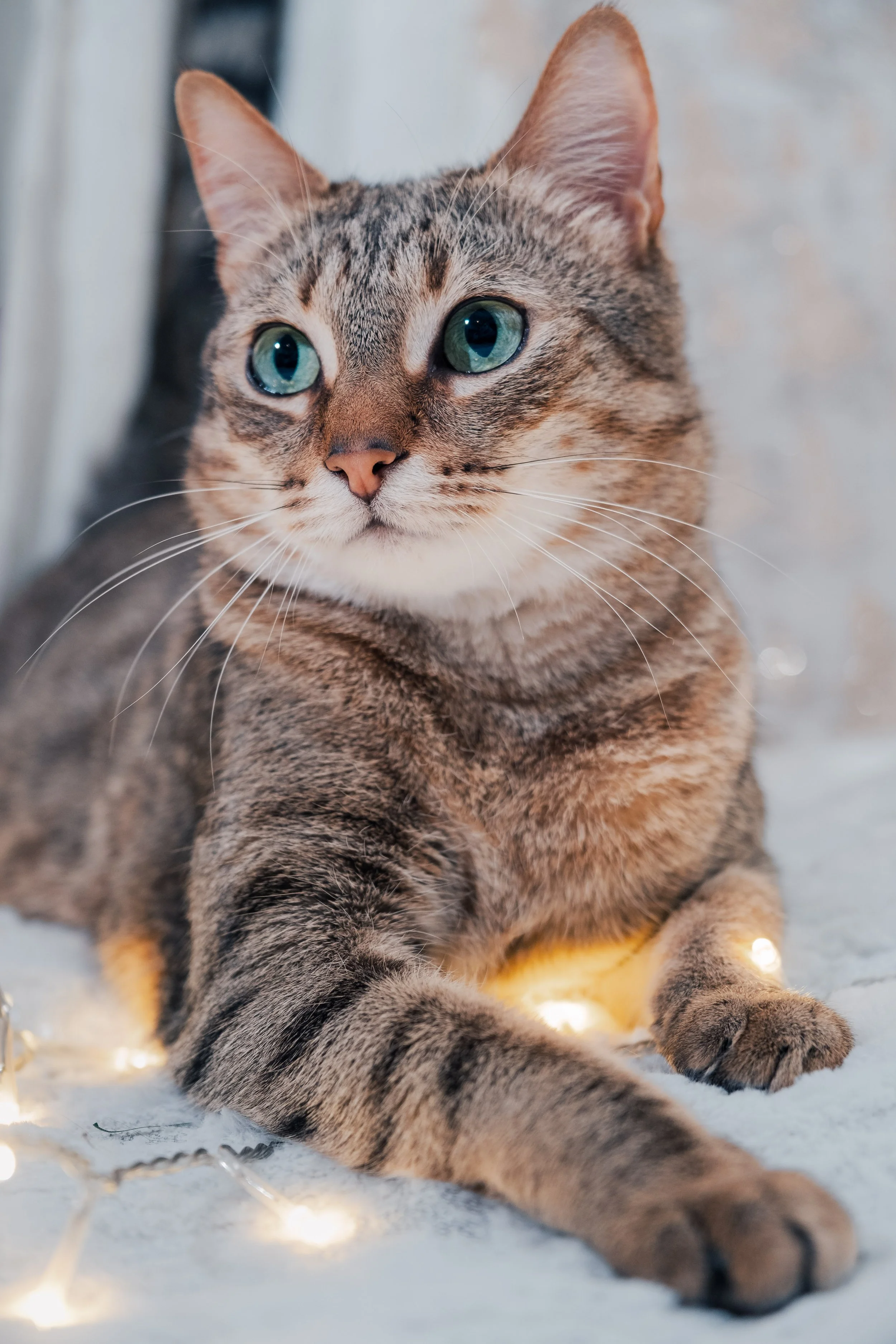Portrait de chat en intérieur, photographie animalière avec lumière douce et chaleureuse.