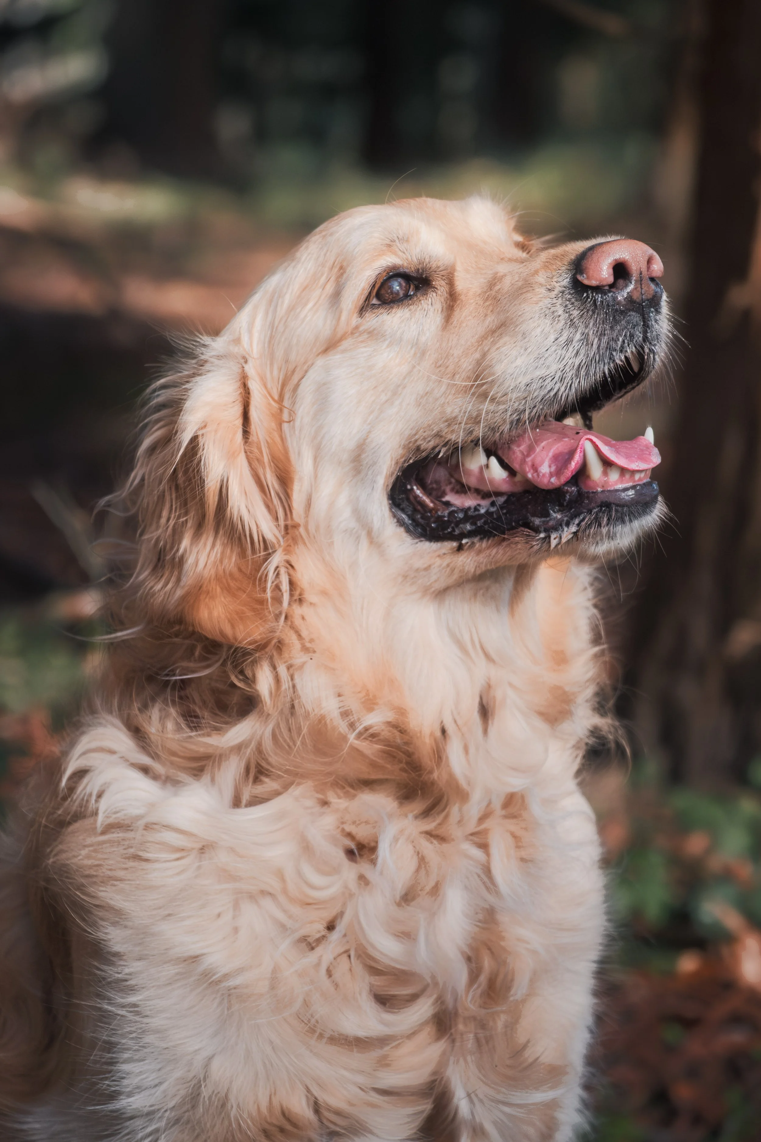 Photographie animalière en extérieur en Belgique, portrait naturel de chien.