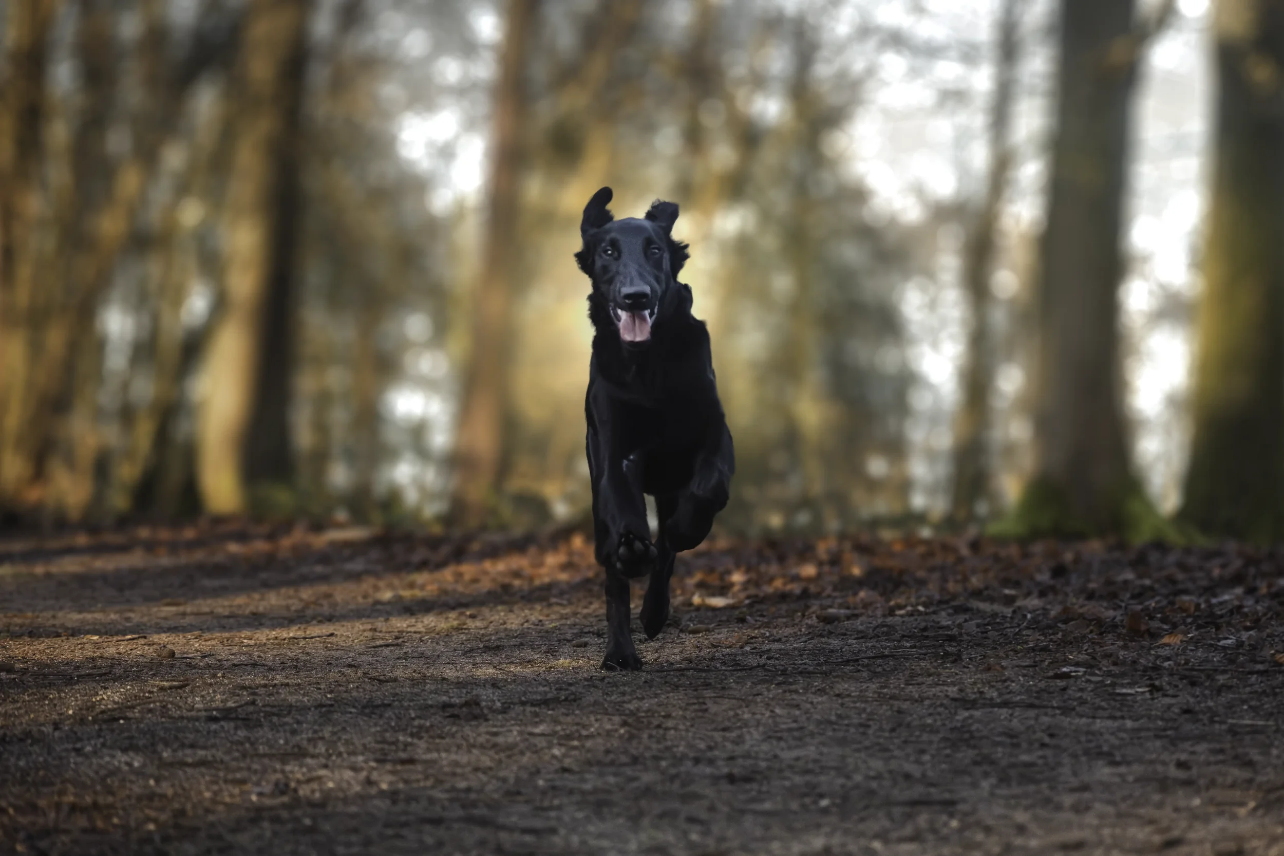Chien courant en forêt photographié par une photographe animalière à Bruxelles