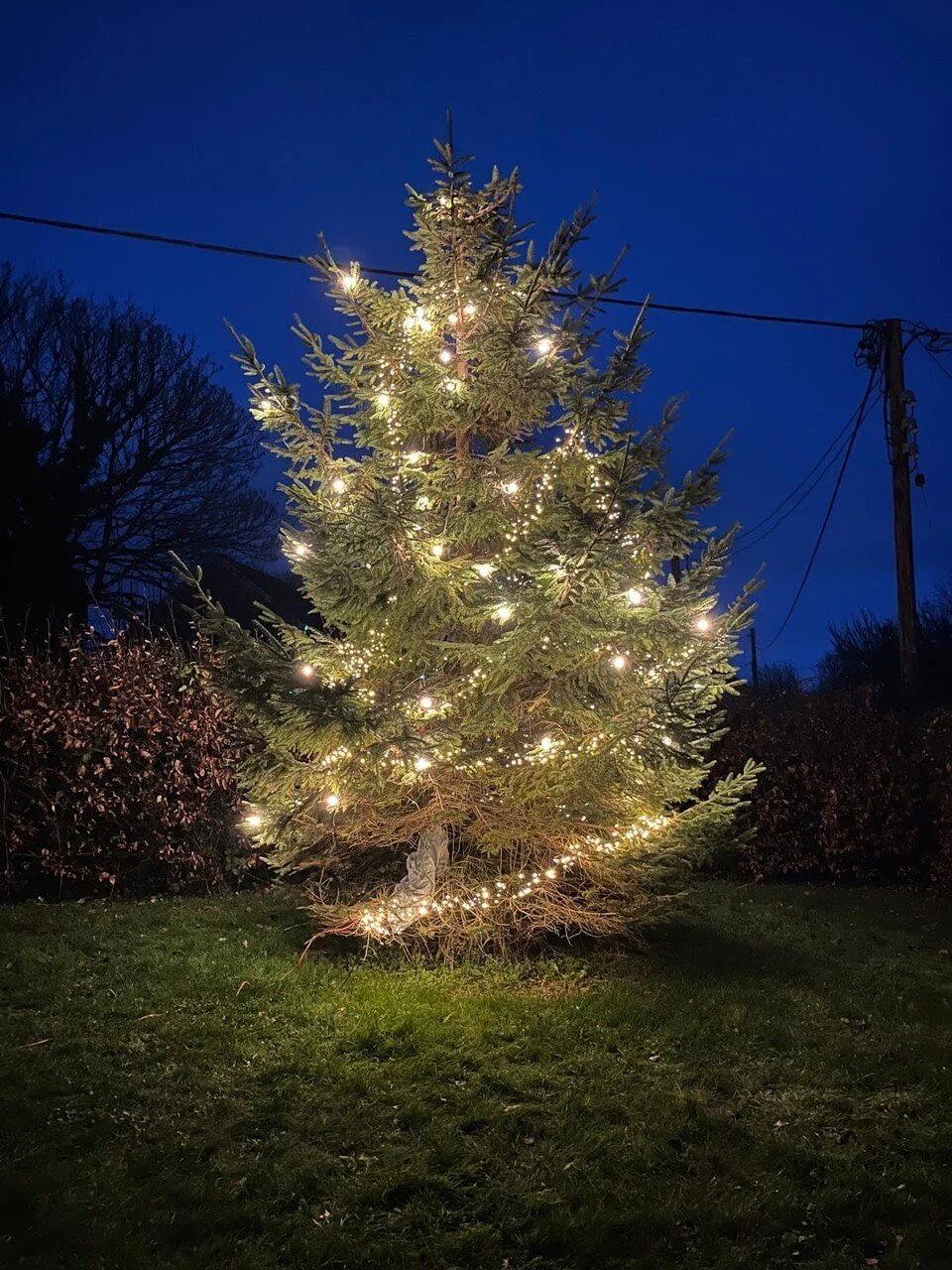 A pine tree decorated with string lights in a yard at night, with electrical poles and dark sky in the background.