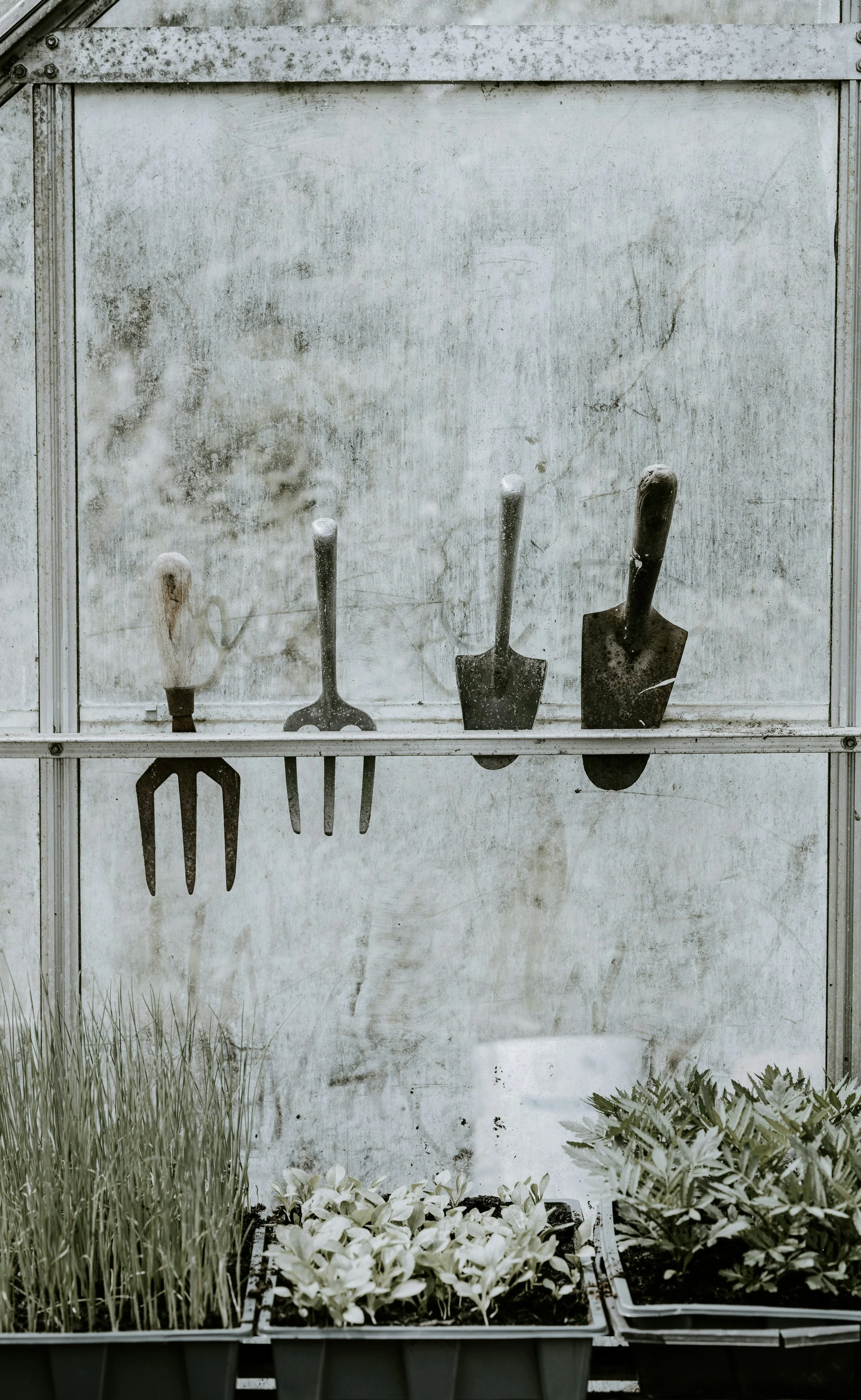 Four gardening tools hanging inside a greenhouse wall, with potted plants and herbs on the ground below.