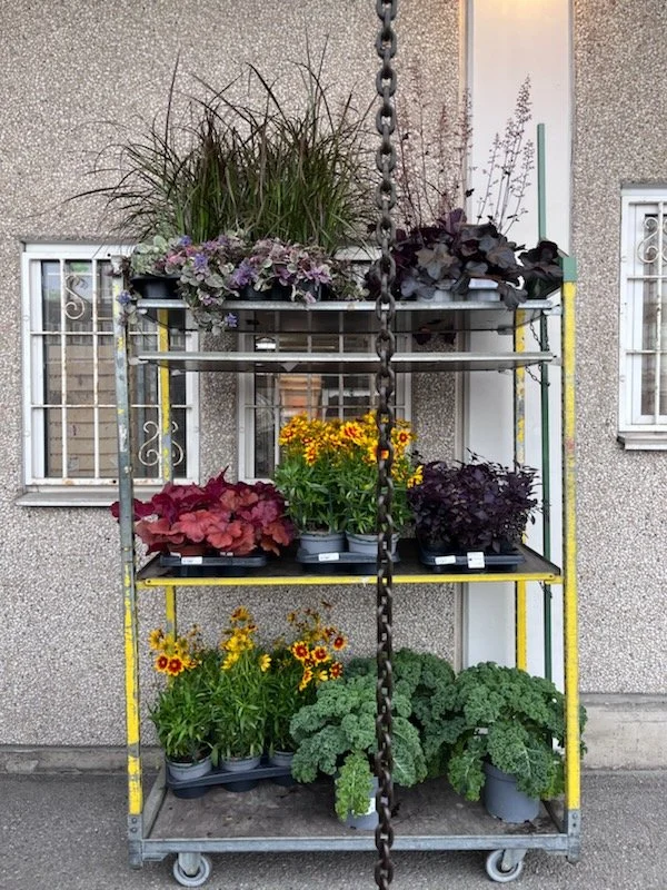 A metal rolling cart with four shelves holding potted chrysanthemums, ornamental kale, and flowering plants in front of a building with barred windows.