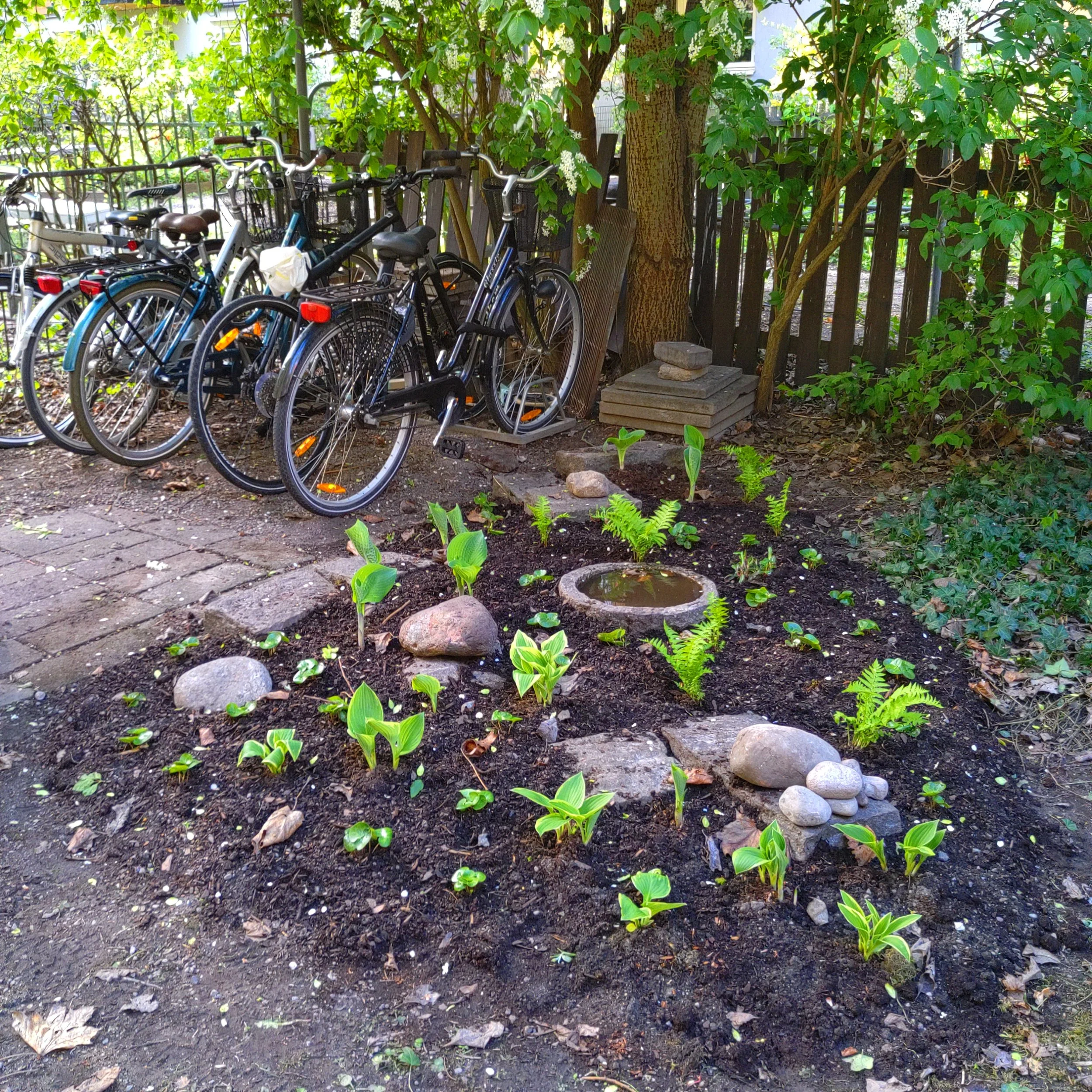 Garden with young plants, rocks, and a birdbath in the foreground. Bicycles are parked against a wooden fence in the background, surrounded by greenery and trees.