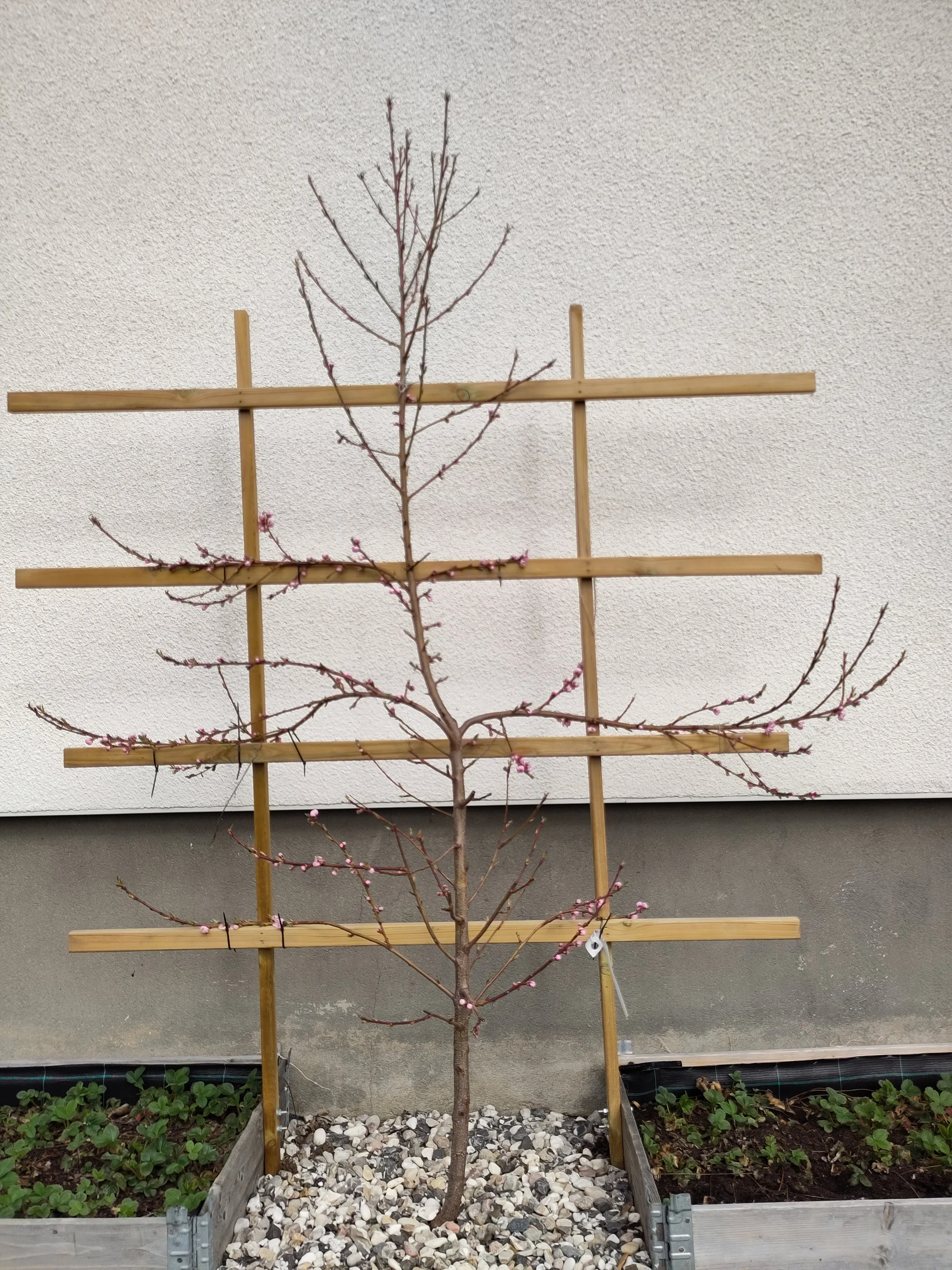 ett litet träd på ett träställ