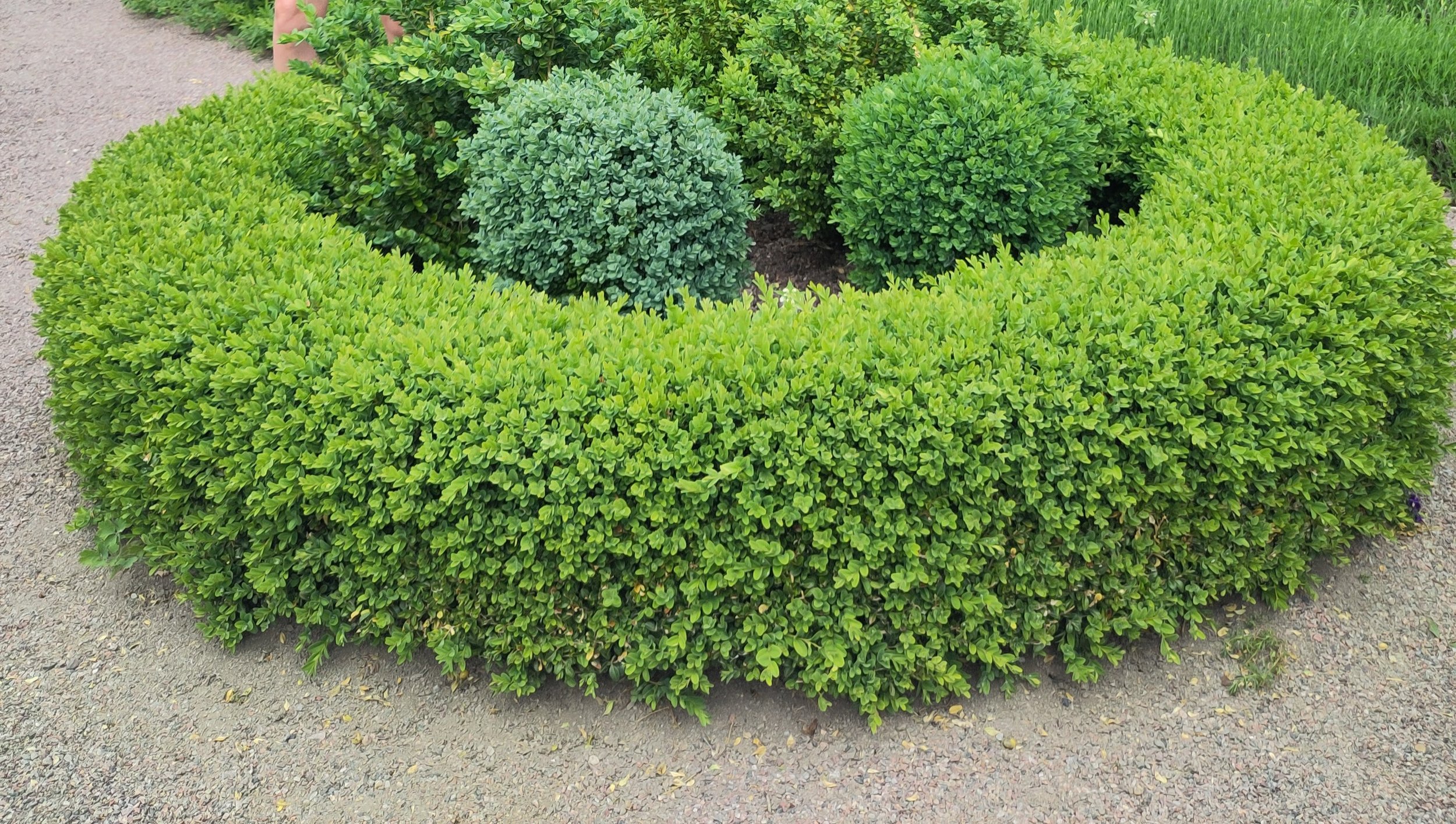A circular arrangement of green, well-maintained shrubs and bushes surrounding a patch of darker green foliage in the center, with gravel visible around the perimeter.