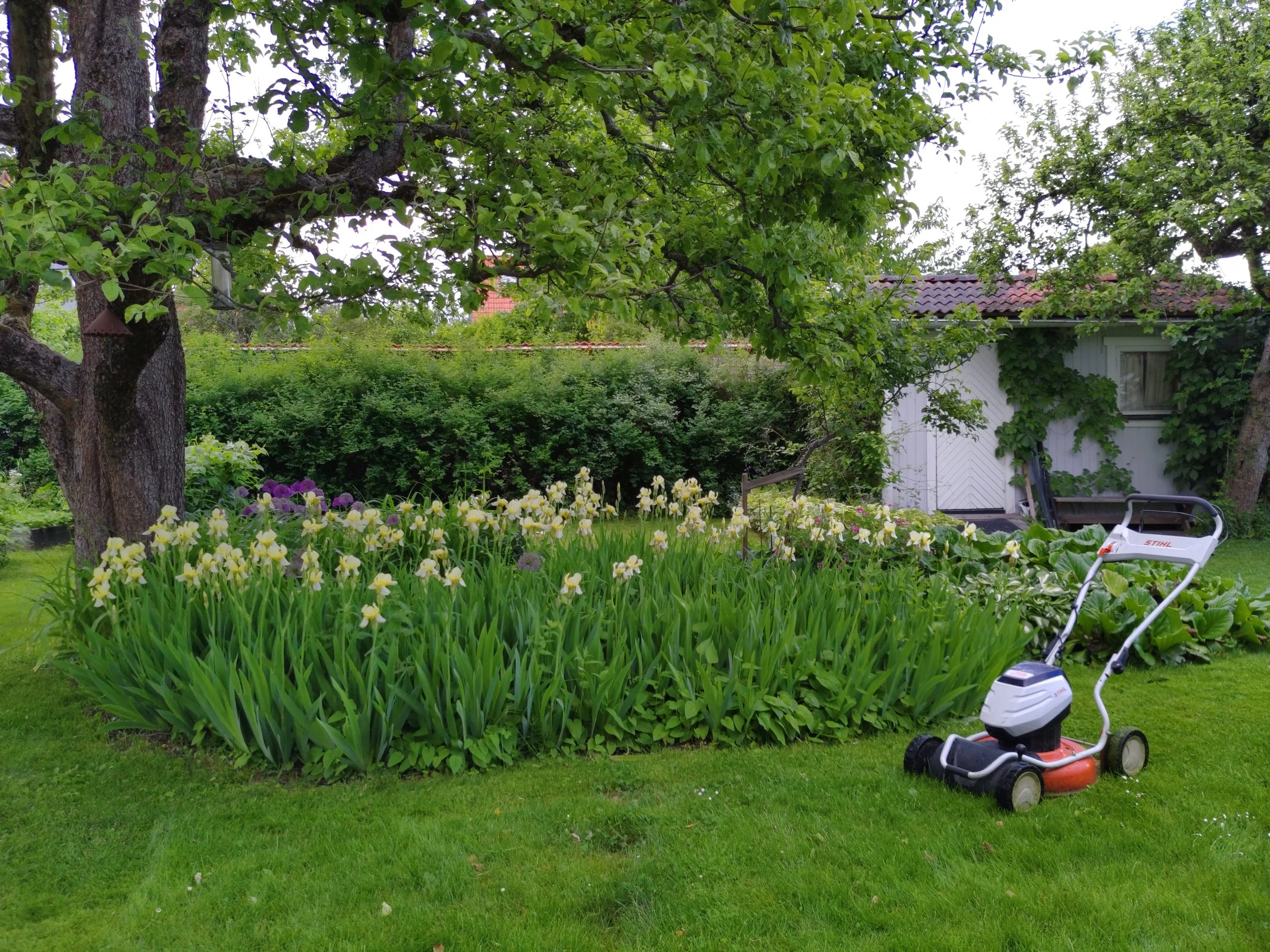 en grön trädgård med en gräsklippare