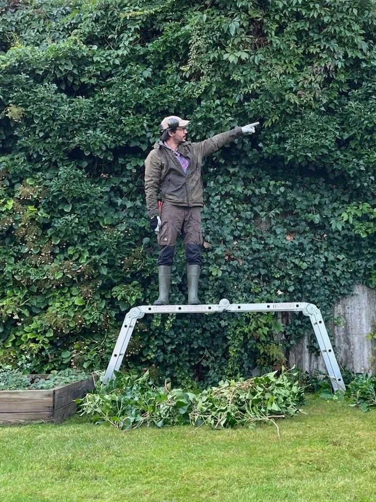 A person standing on a step ladder in a garden, pointing towards a dense hedge of green foliage.