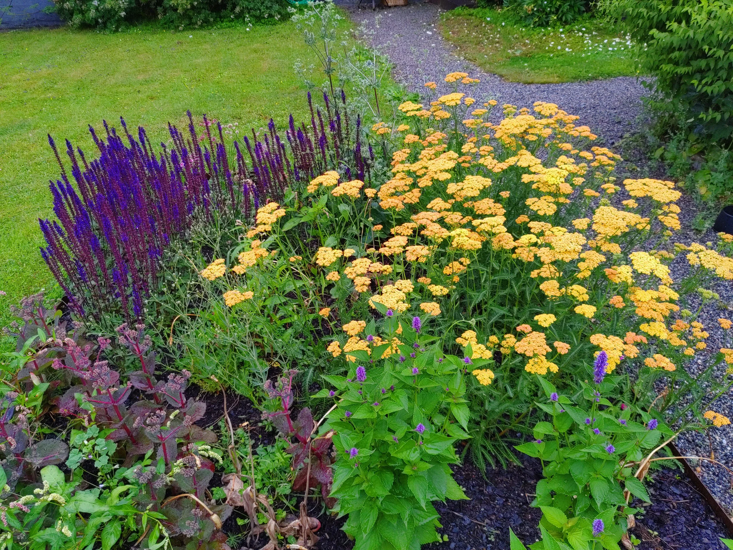Colorful garden with purple and yellow flowers, a grassy lawn, and a gravel pathway.