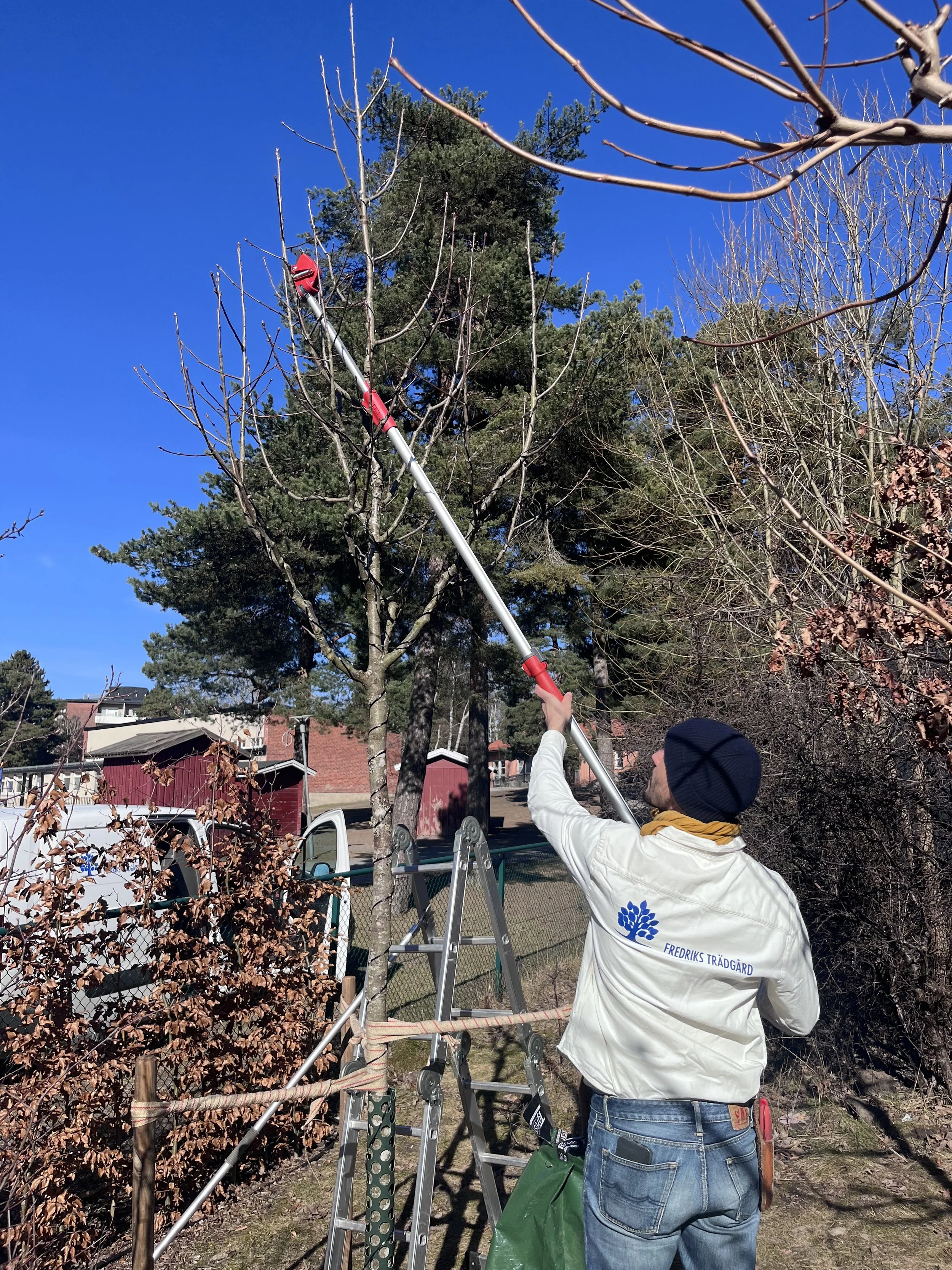 En person beskär ett träd med en lång redskap från en stålstege. Personen bär en vit jacka med texten "FREDRIKS TRÄDGÅRD" och en blå mössa.