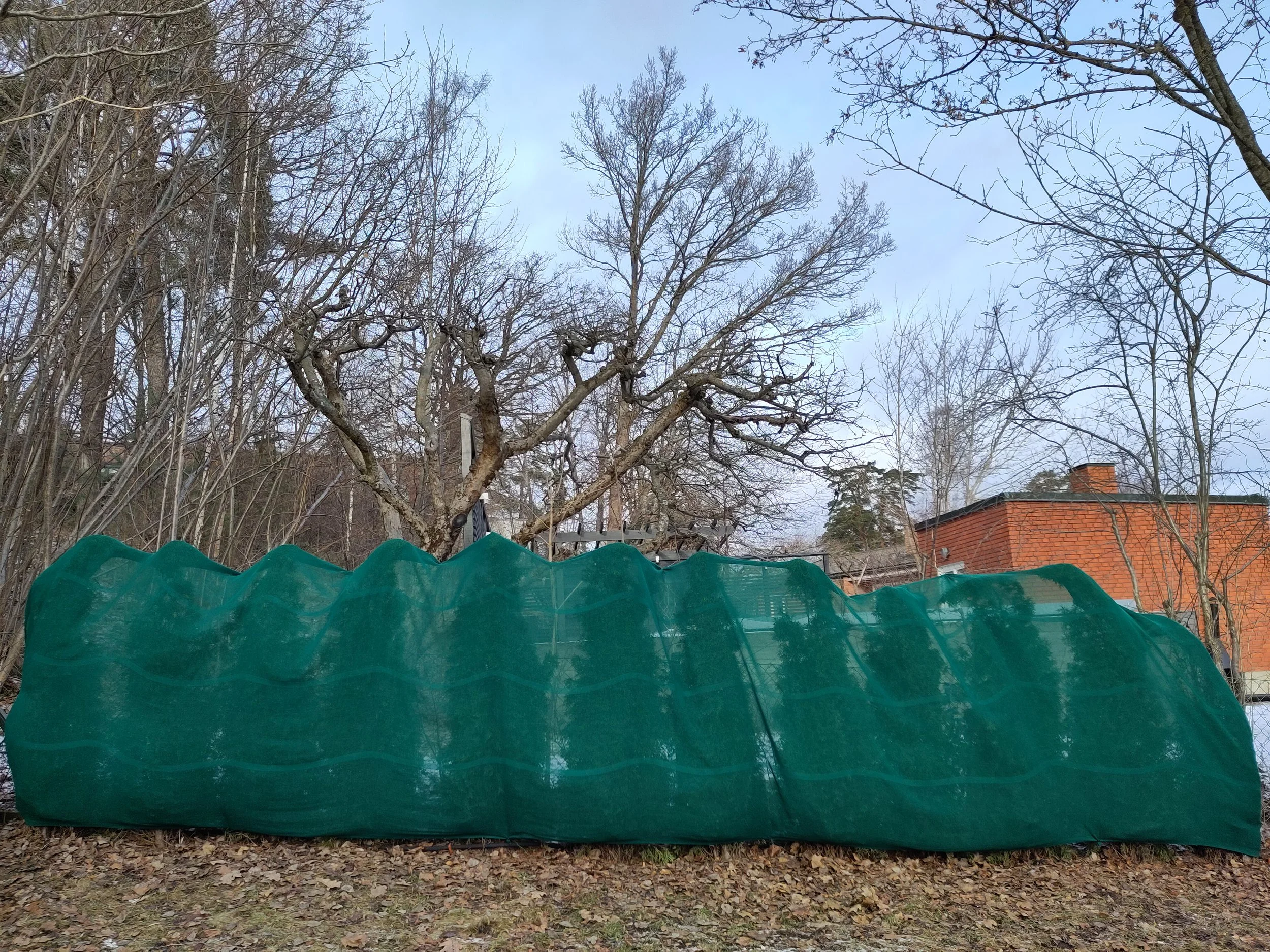 A large green covering or tarp in a backyard, with leafless trees and a brick house in the background, under a cloudy sky.