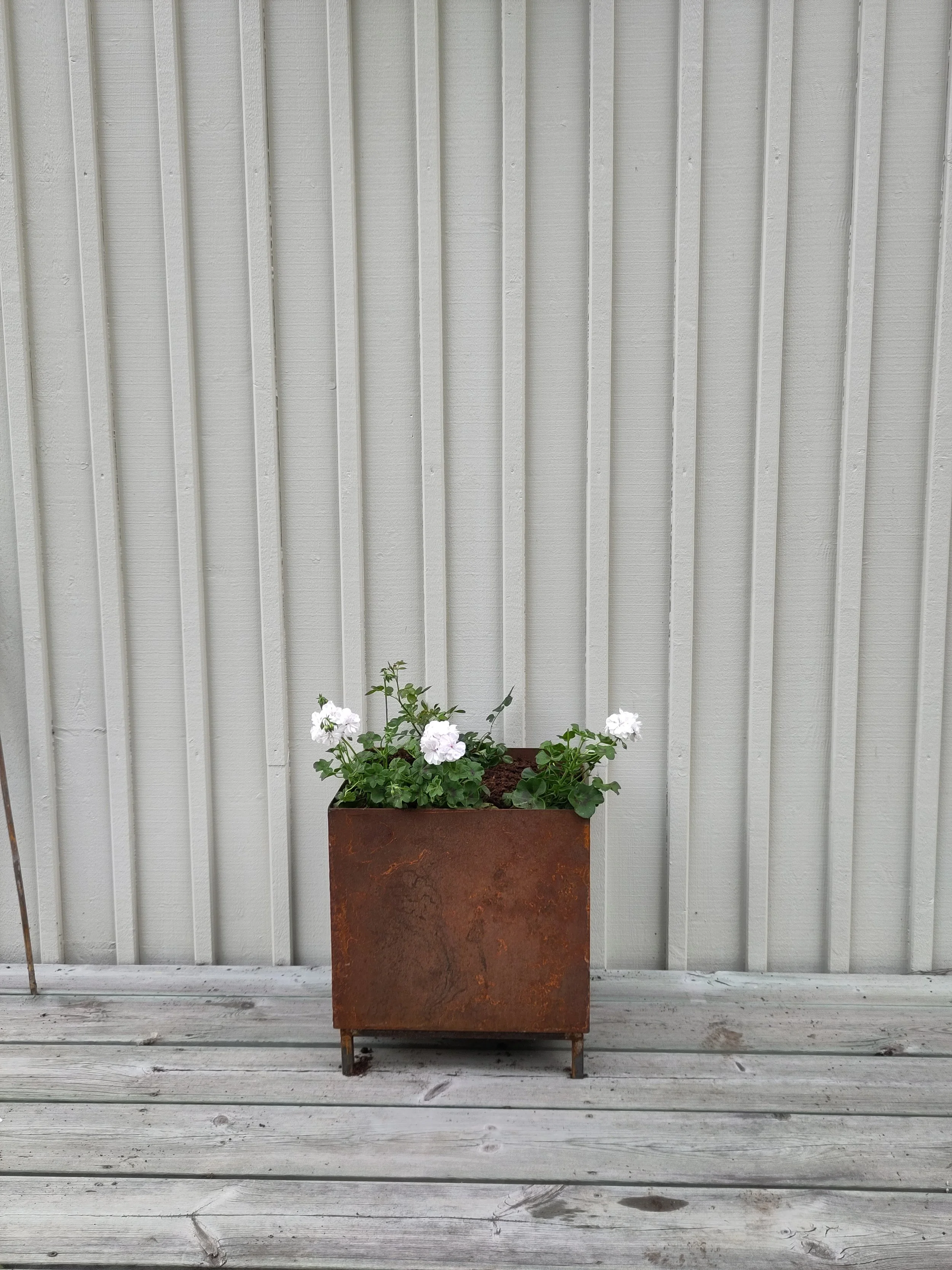 En rostig, fyrkantig blomlåda med vita blommor på en träaltan framför en grå trävägg.