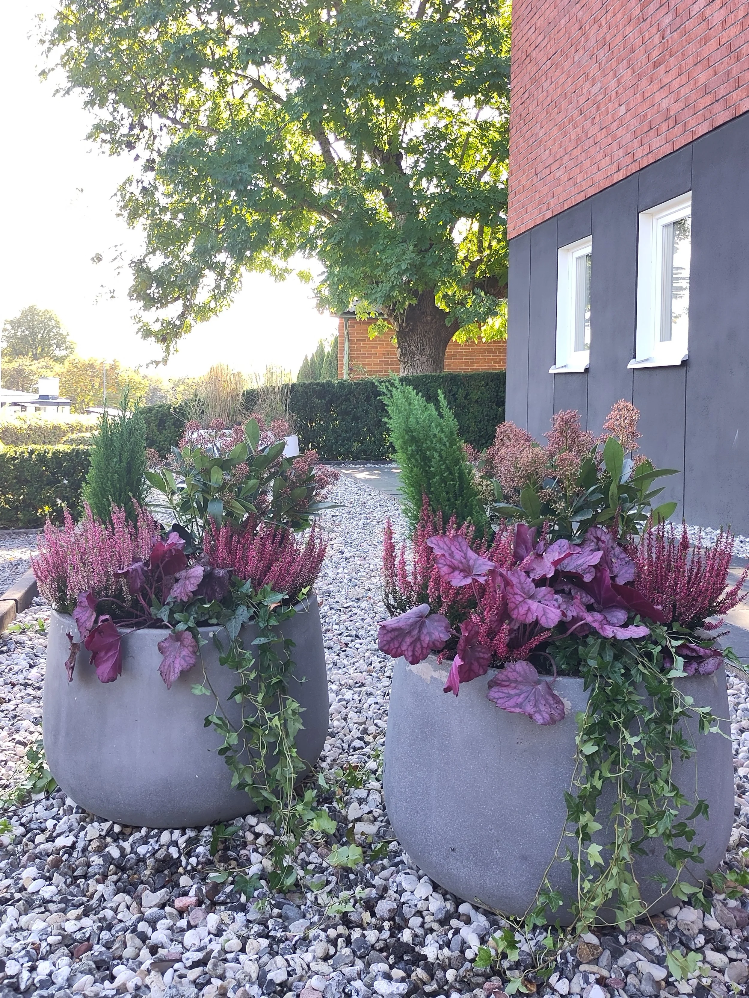 Two large gray planters filled with purple and pink flowers, situated on white gravel near a building with a black wall and white windows, with trees and a hedge in the background.