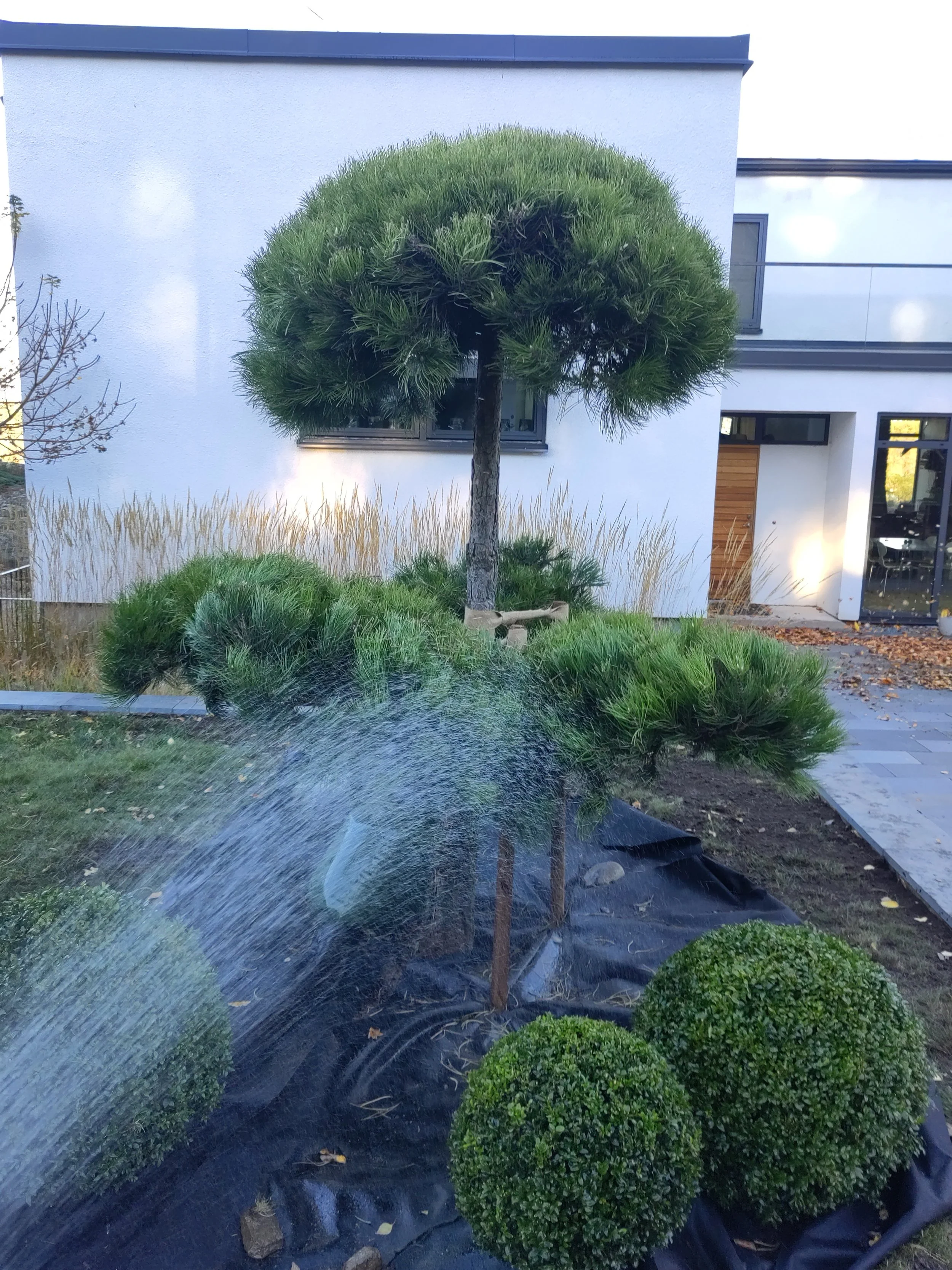 A small landscaped yard with a unique, artificial-looking tree with a rounded, bushy top and a straight trunk, surrounded by two round, well-trimmed shrubs, being watered by a sprinkler.