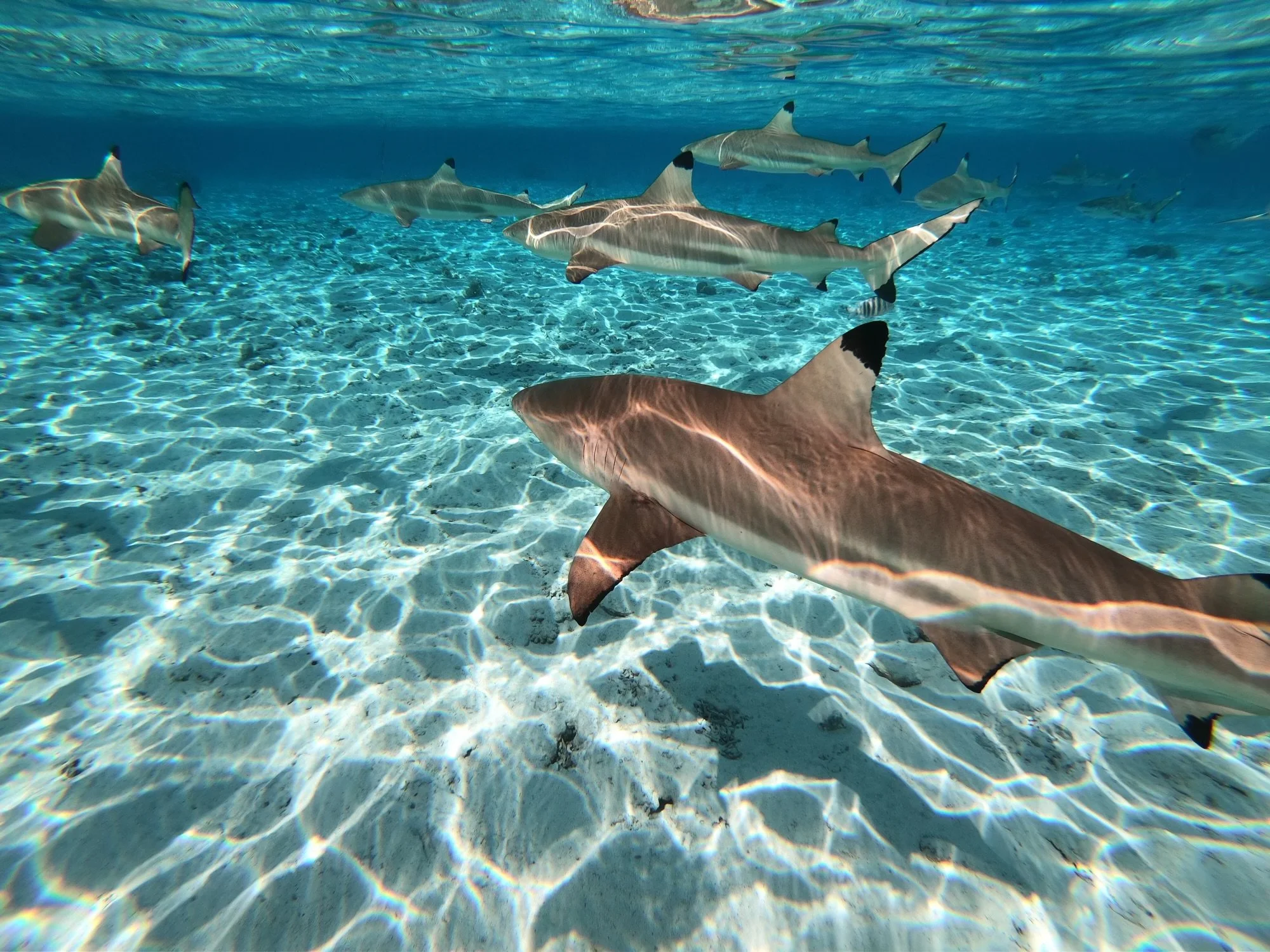 Snorkling with reef sharks in bora bora vacation travel planner travel advisor
