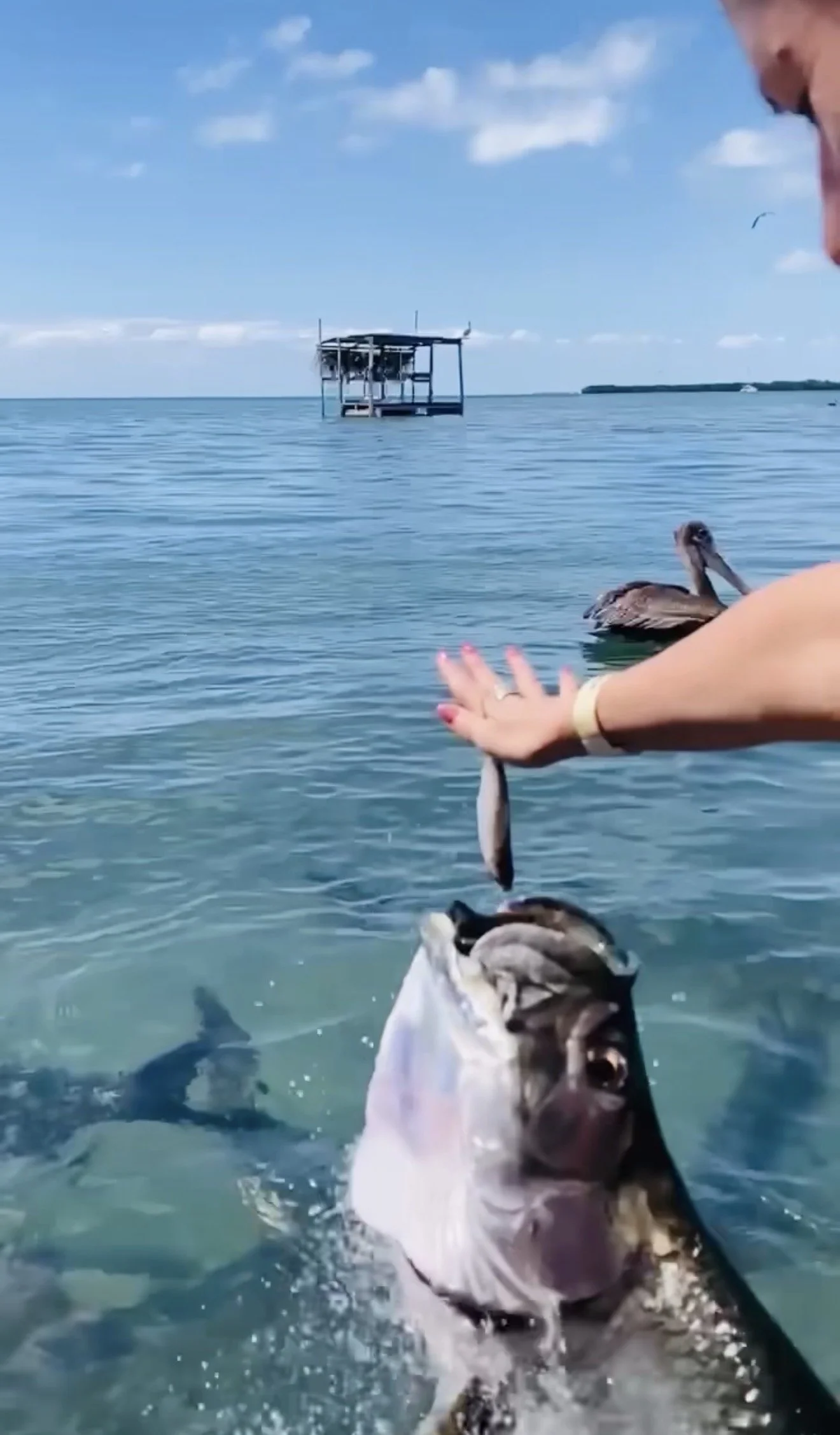 feeding the tarpons in belize - travel planner family vacation honeymoon