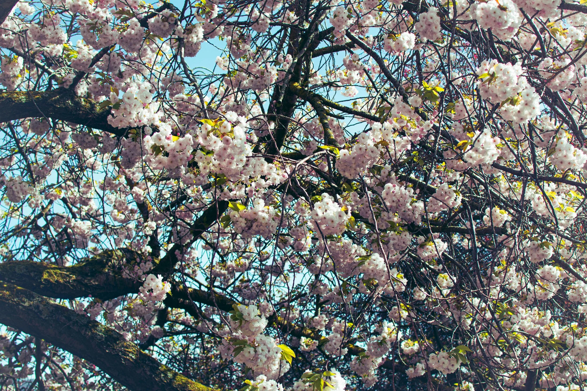 Spring Blossoms