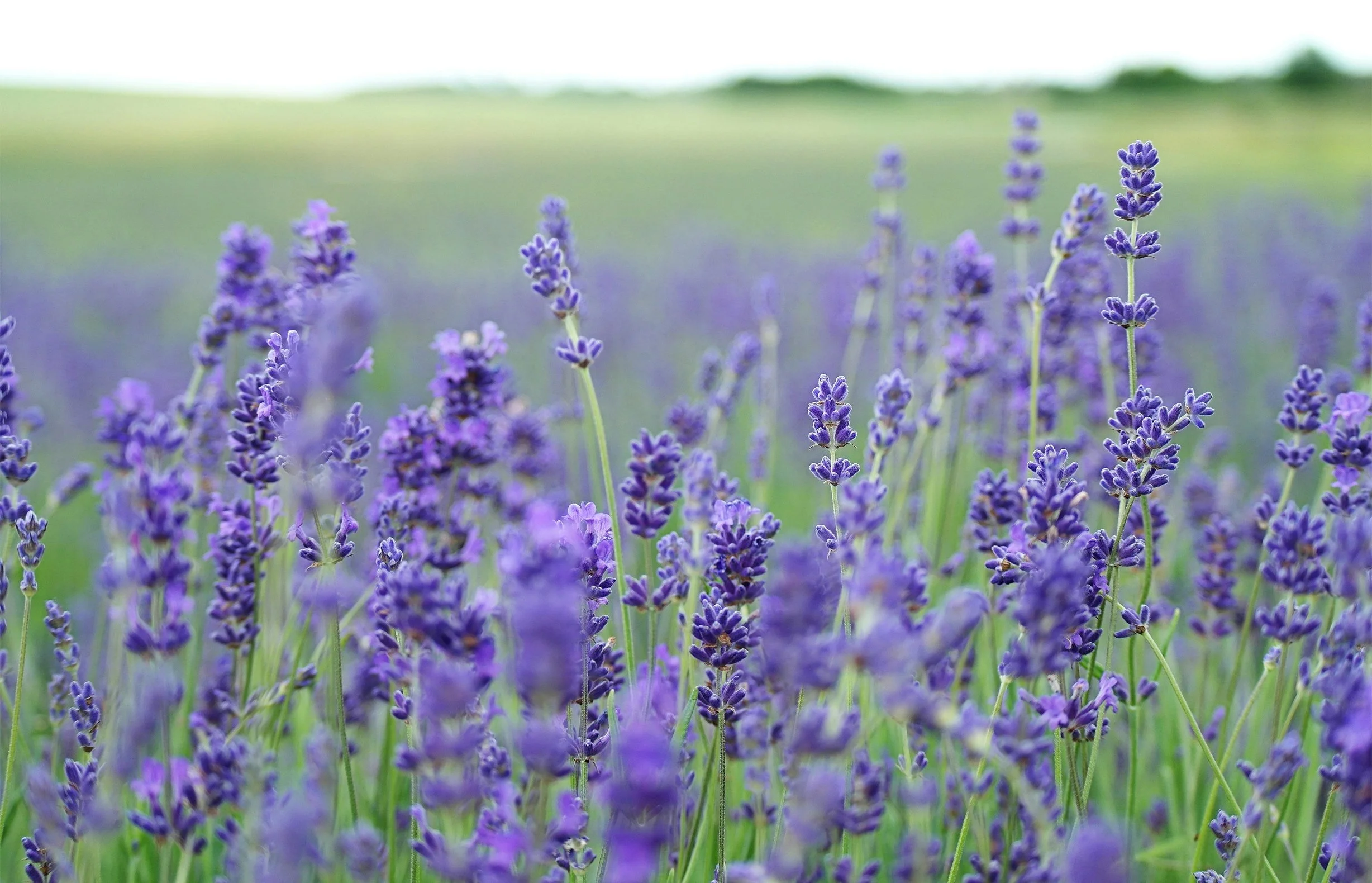 Re_Member Lavendel.jpg