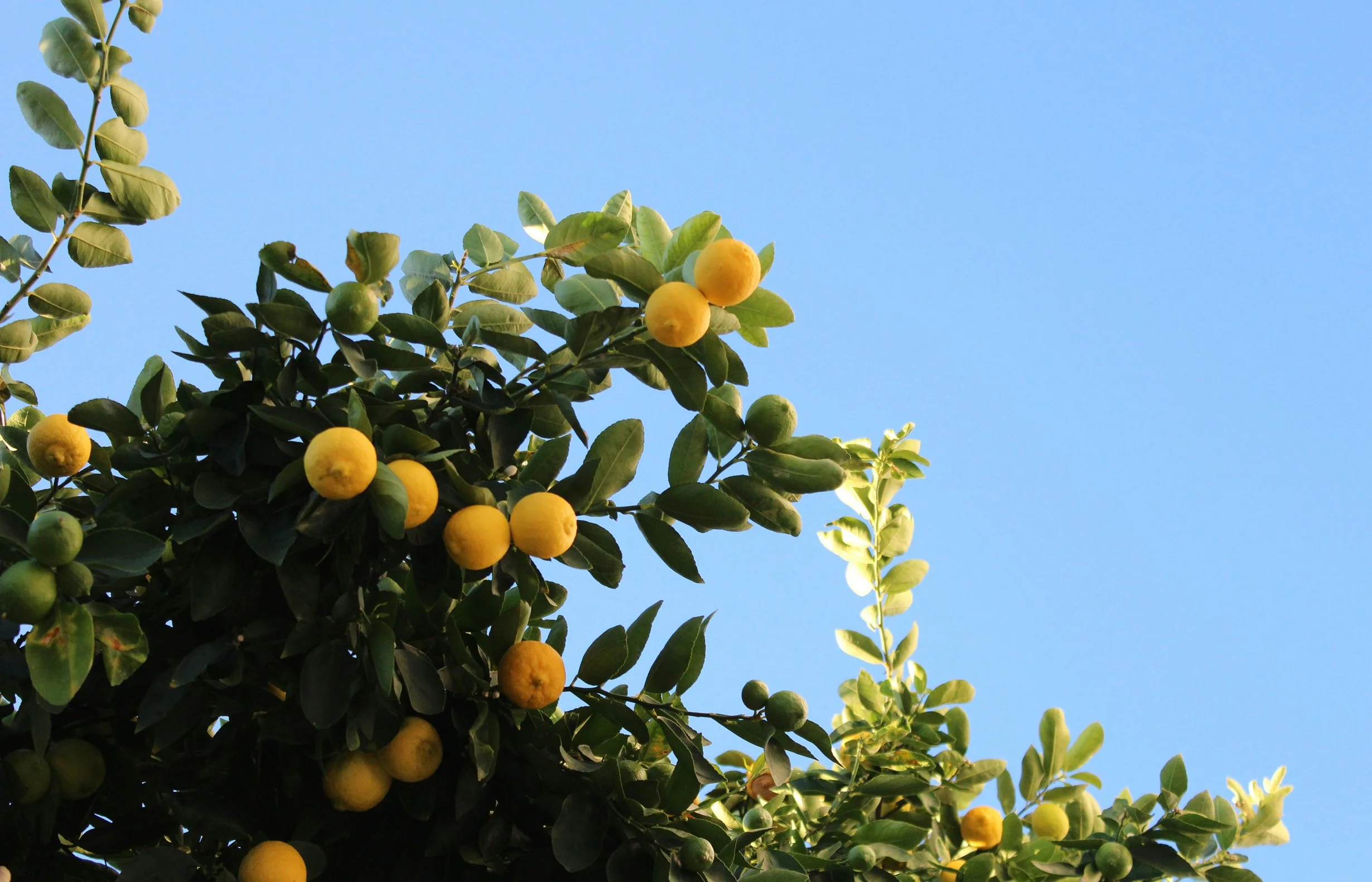 Re_Member Zitronen.jpg