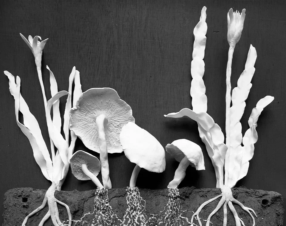 SOIL: The World At Our Feet