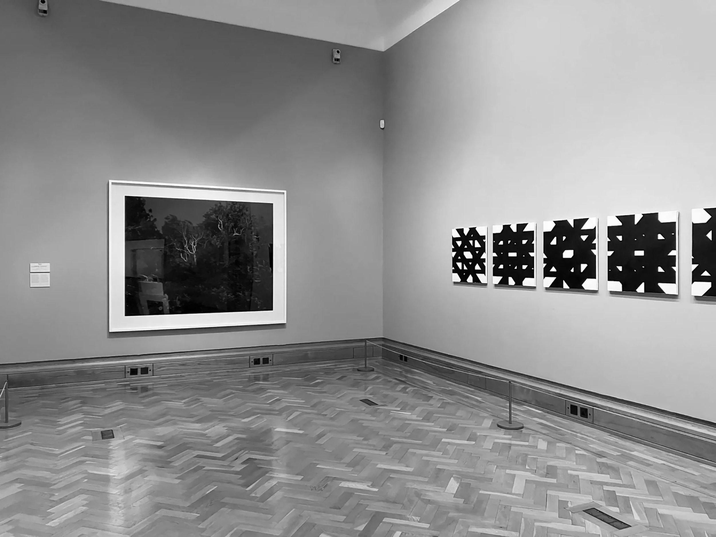 Ash Dieback, Moonlight 2020