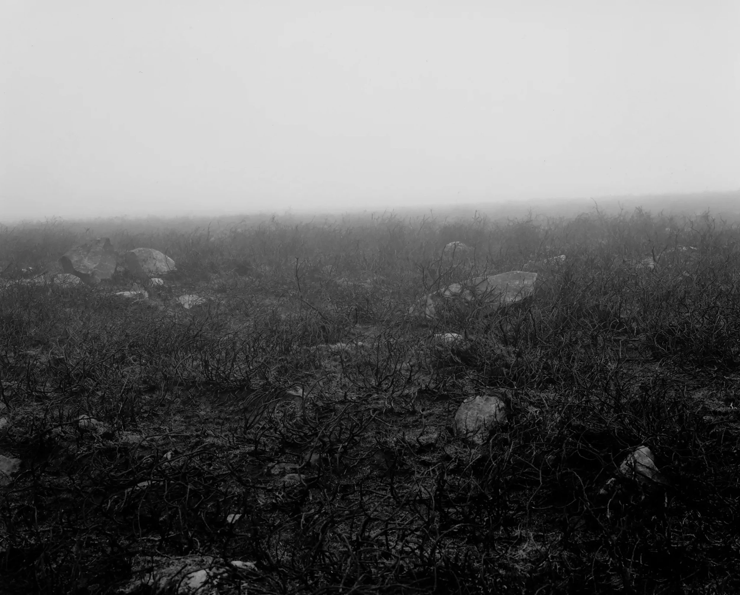 Ecology and Art, Royal Society of the Arts