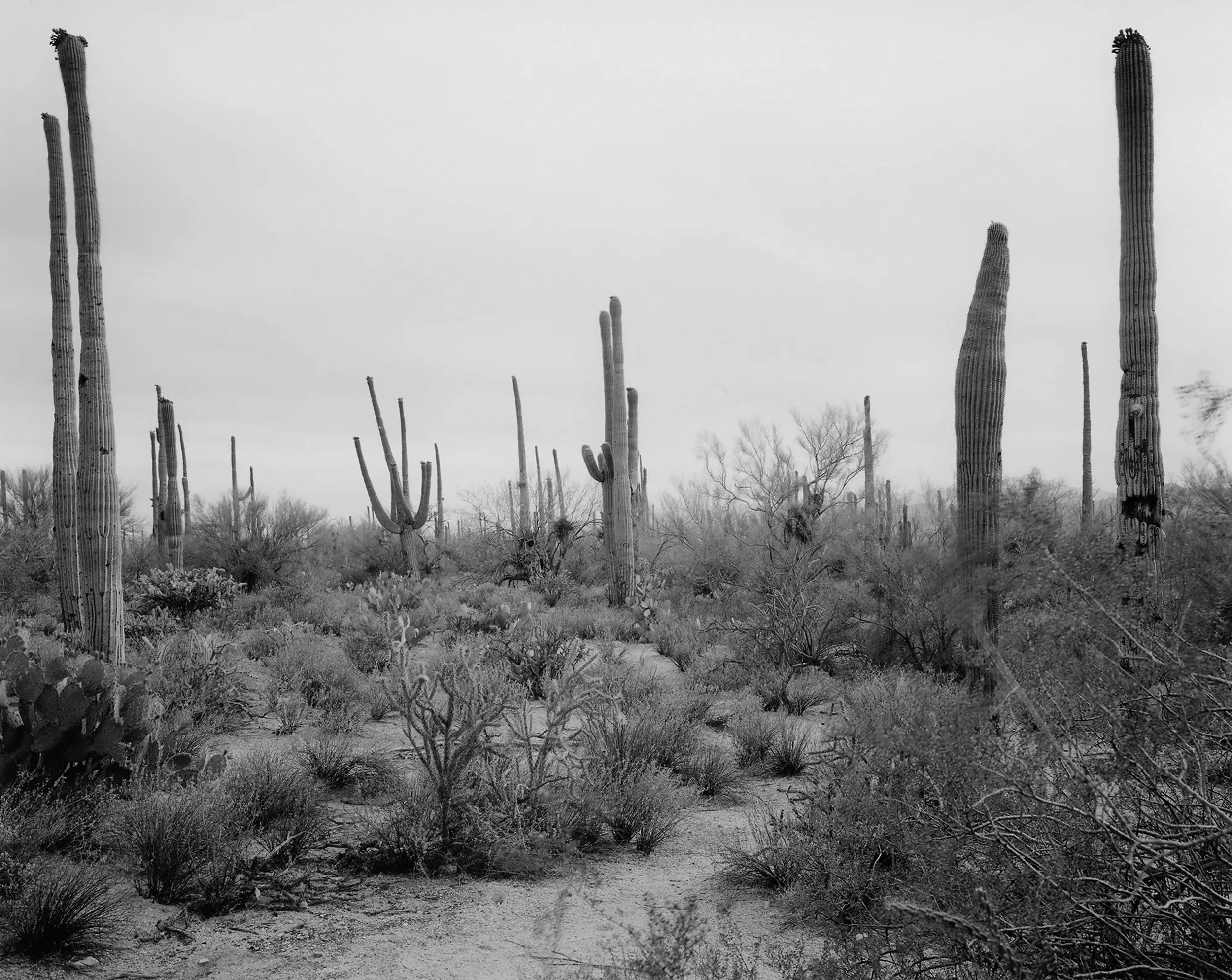 Dying Forest, Astral America