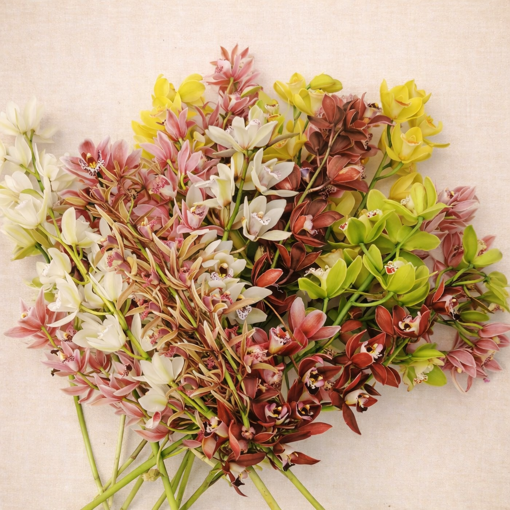 Various colorful cymbidium orchids