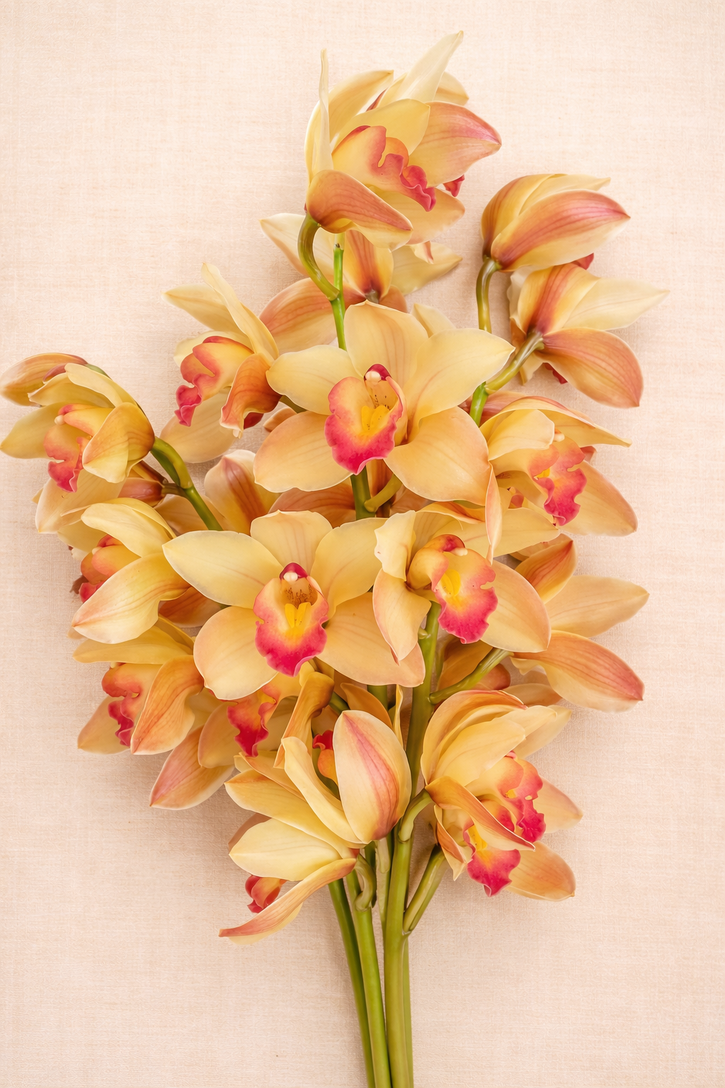 A bouquet of peach, yellow, and pink cymbidium orchids