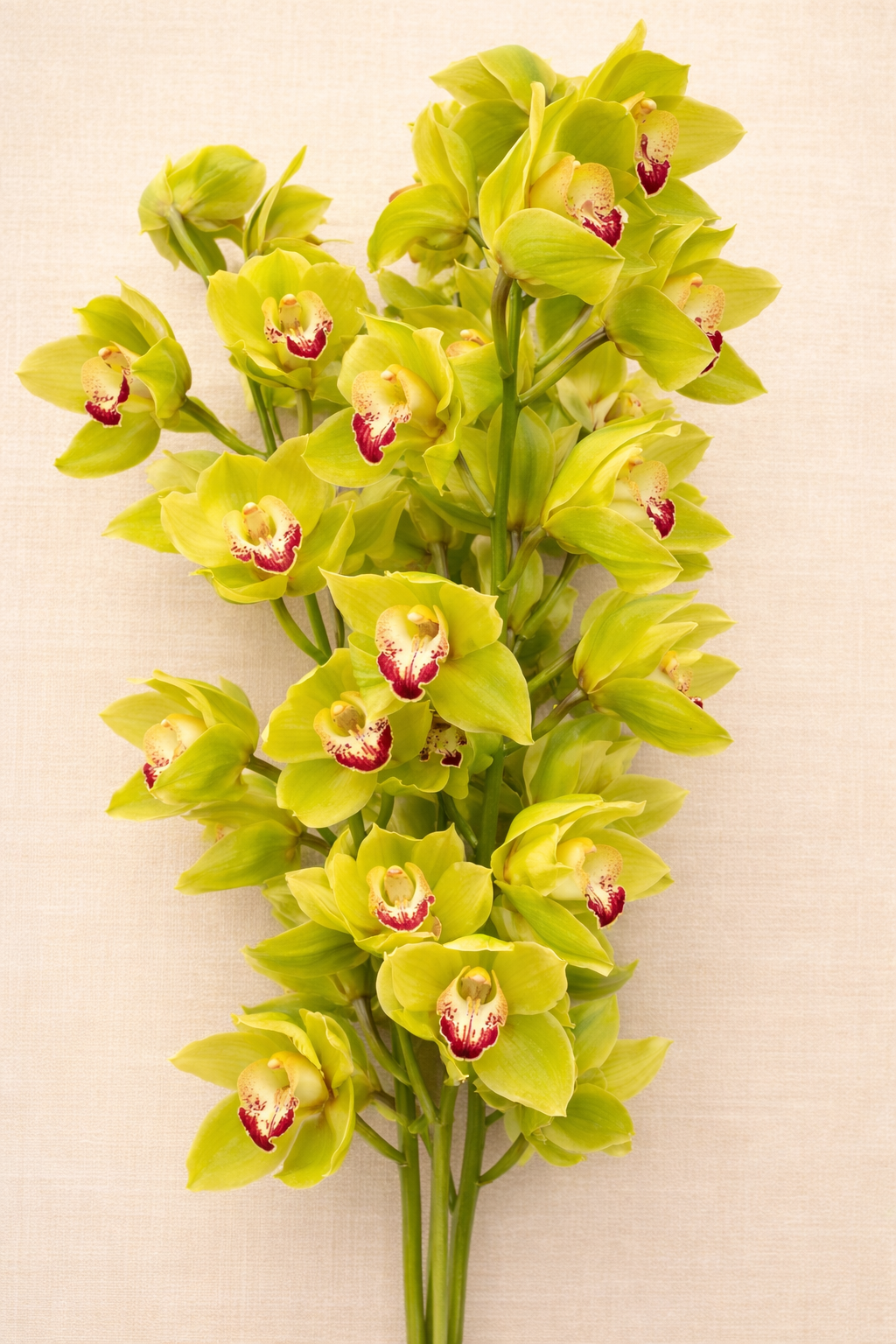 A bunch of yellow-green cymbidium orchids 