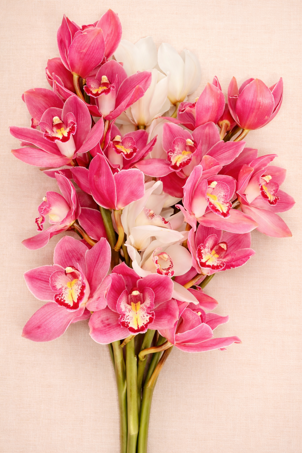 A bouquet of pink and white cymbidium orchids