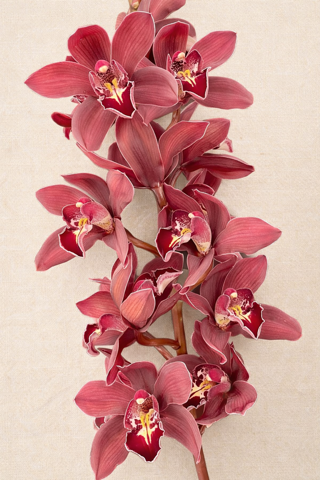 A cluster of dark red cymbidium orchids