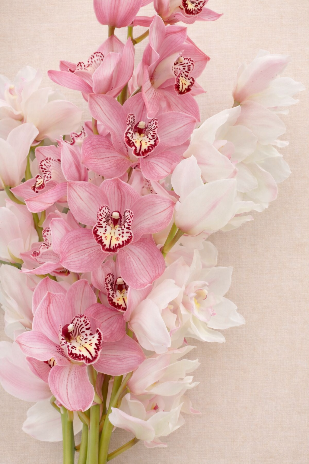 A bouquet of pink and white orchids against a textured beige background.