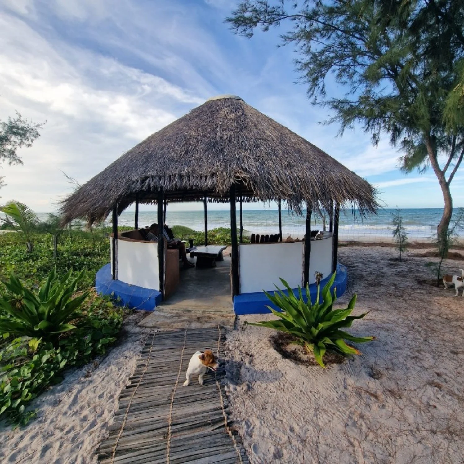 A beach scene featuring a thatched-roof hut with seating, surrounded by green plants and a sandy path leading to the ocean. A small dog is sitting on the sand near the hut, with trees and the sea in the background under a partly cloudy sky.
